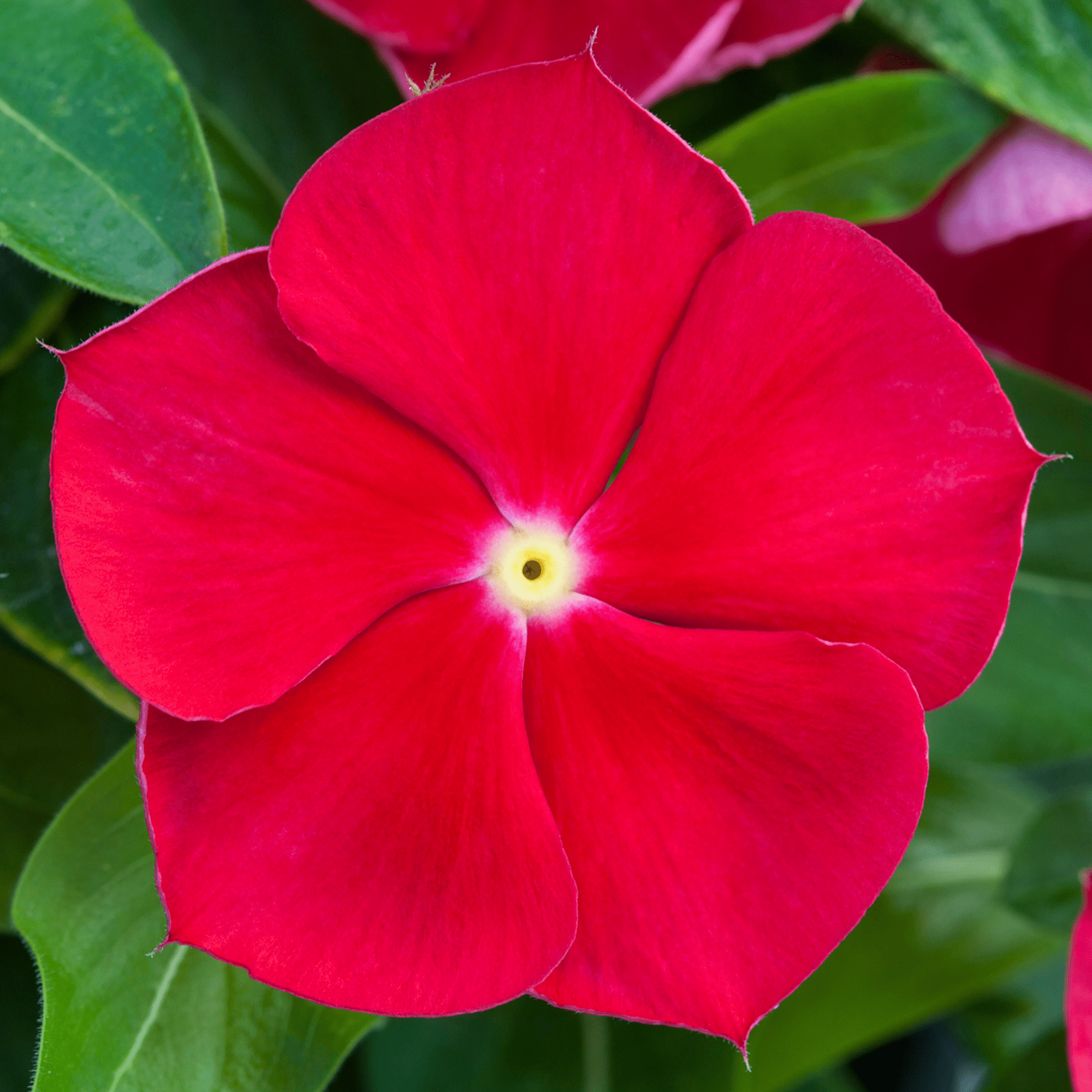 Blockbuster Red with Eye