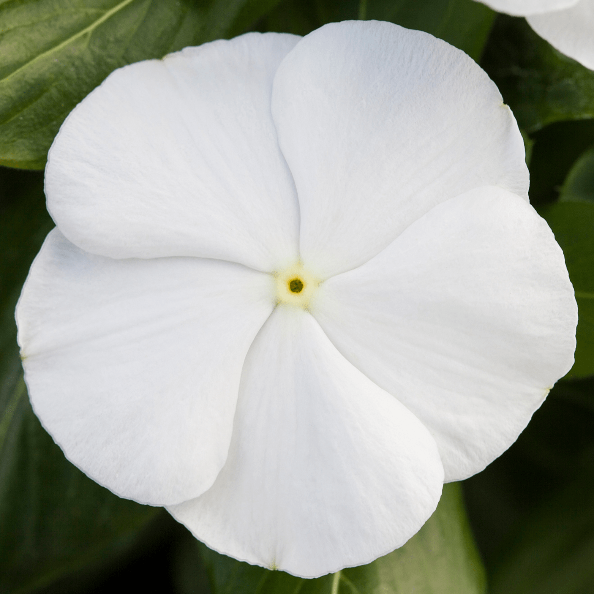 Blockbuster White