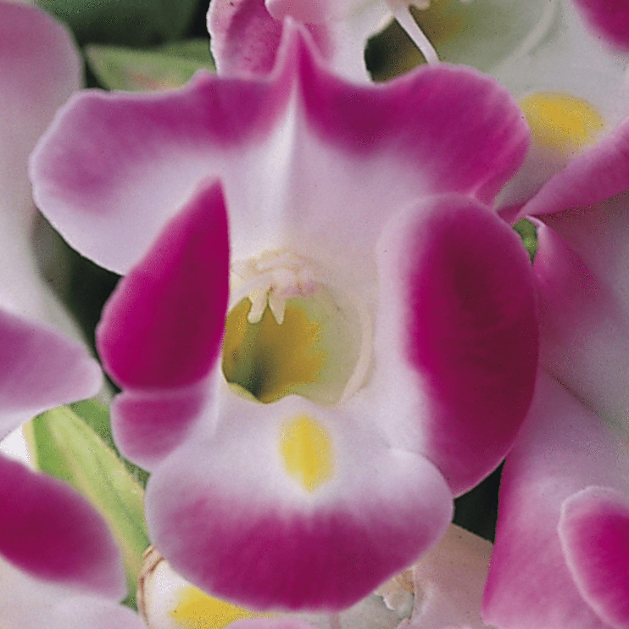 Duchess Pink