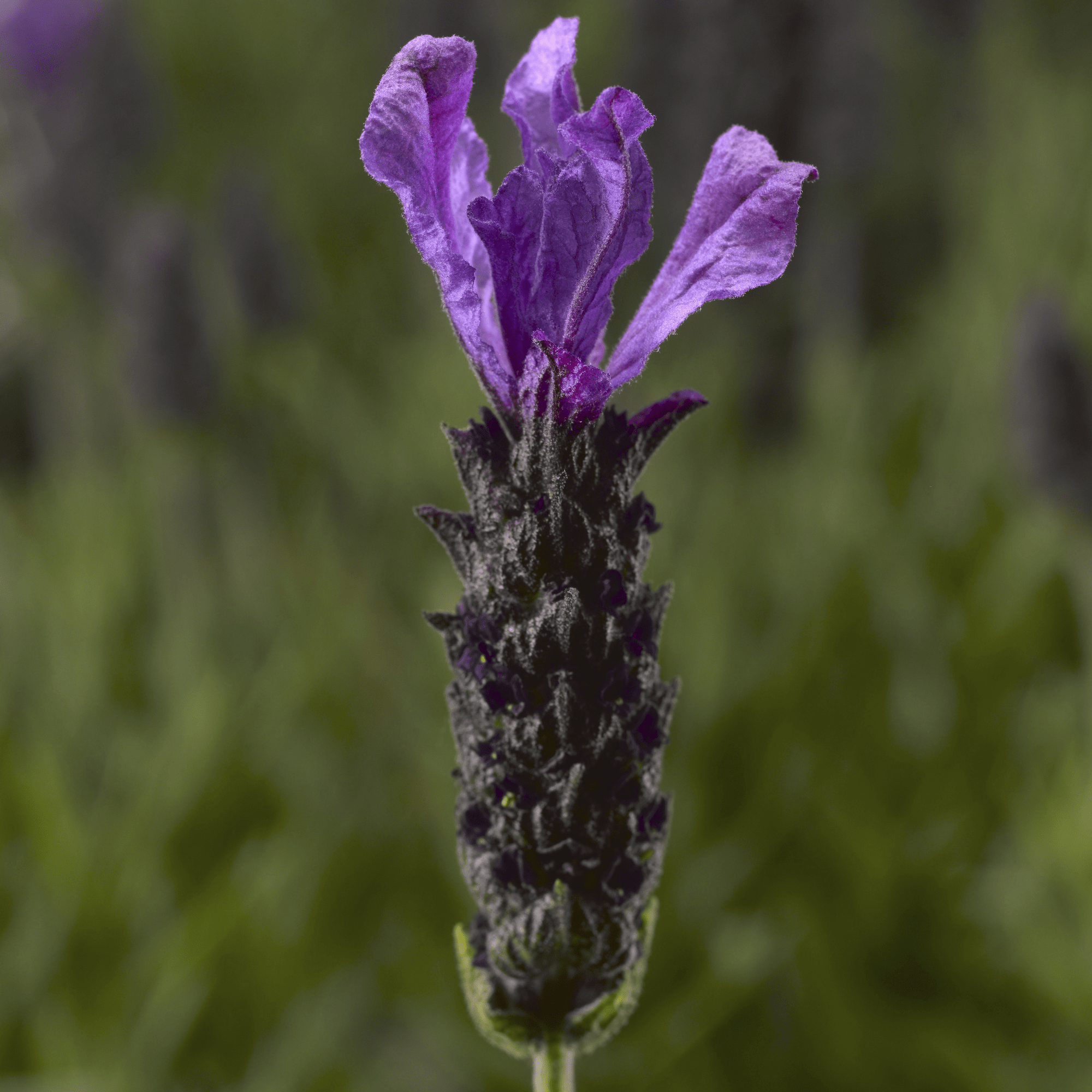 Javelin Forte Deep Purple