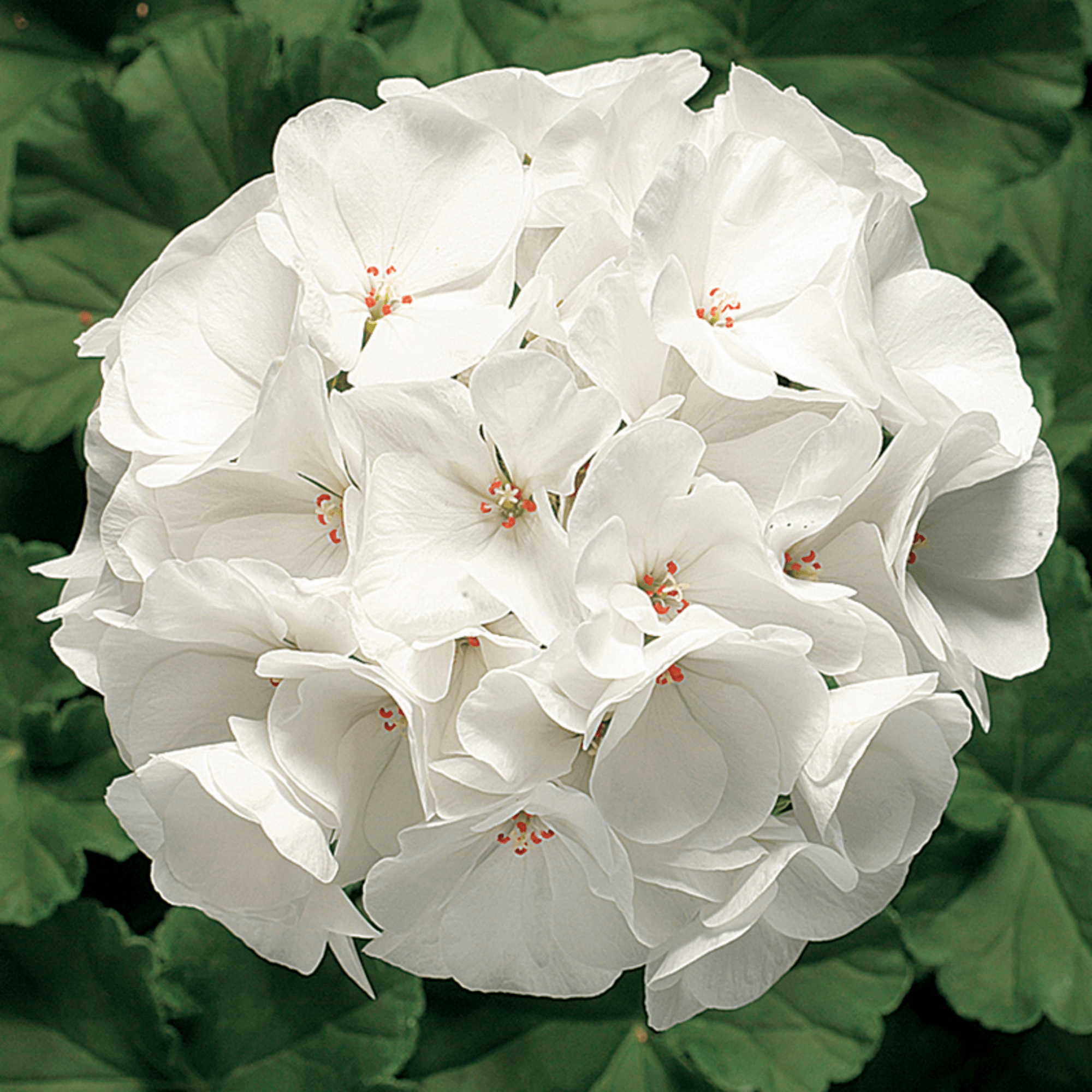 Years 2000 Ringo Ringo 2000 Deep Scarlet | Syngenta Flowers