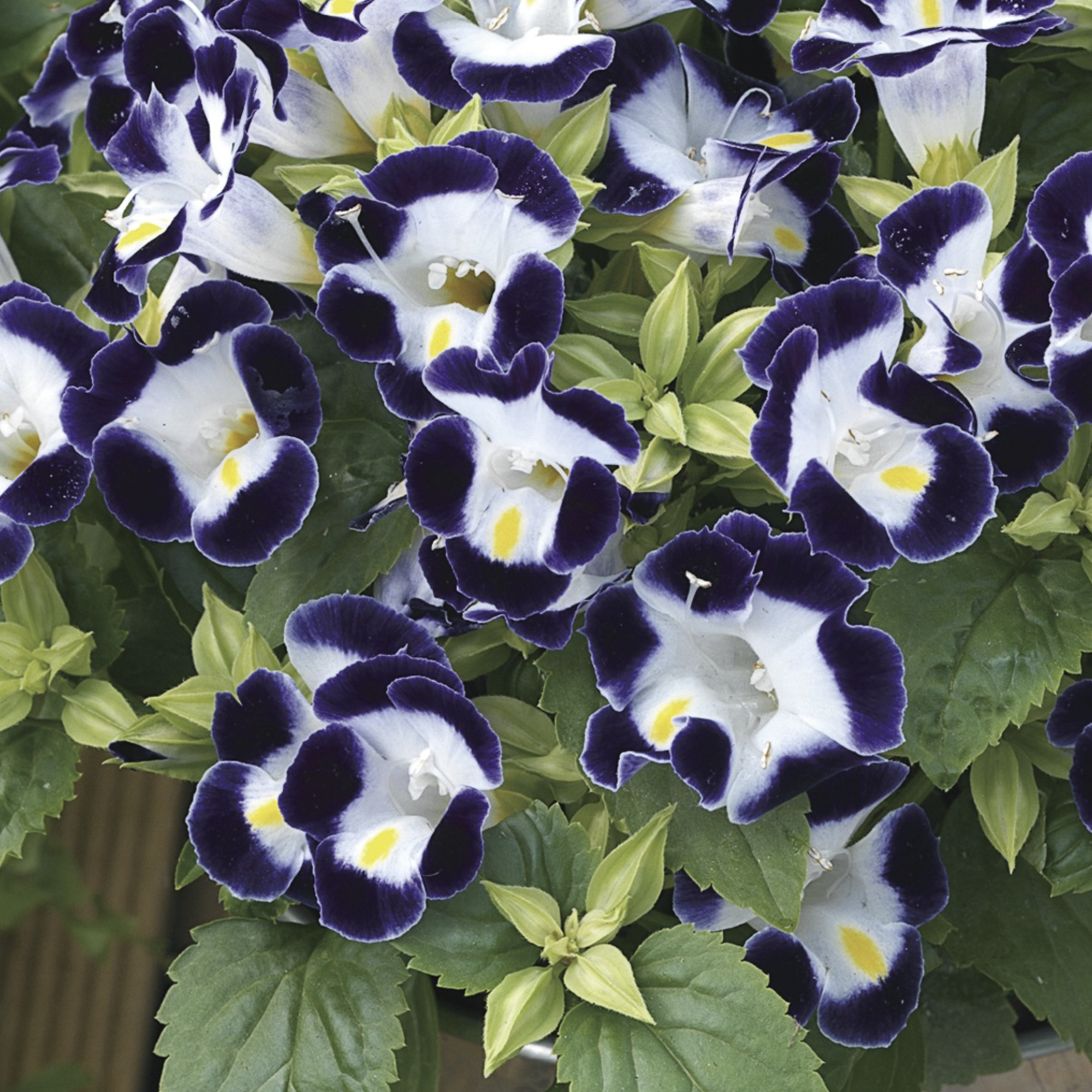 Duchess Blue and White