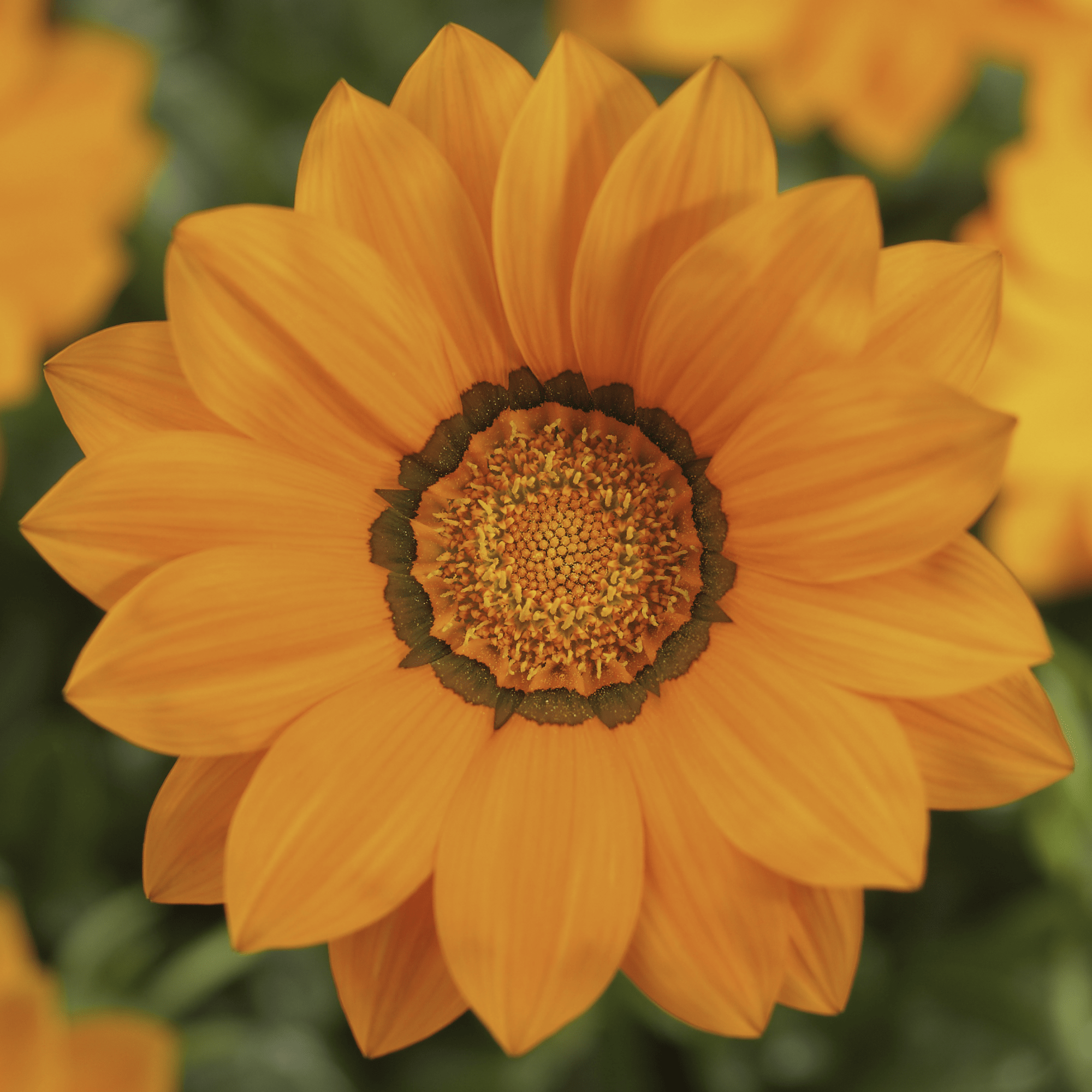 big-kiss-white-flame-syngenta-flowers