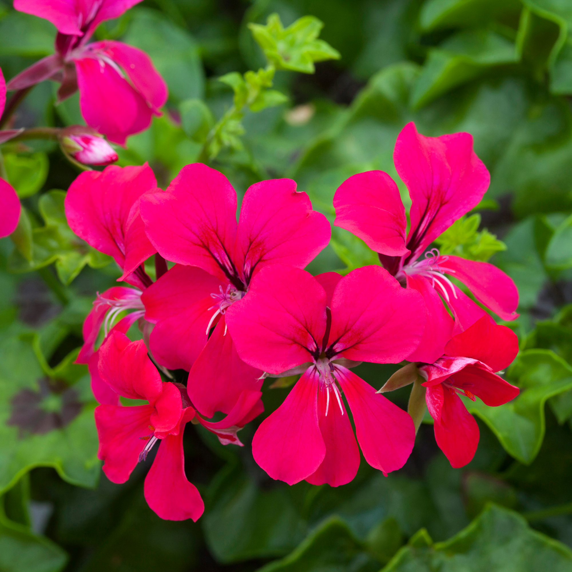 Reach Out Hot Pink