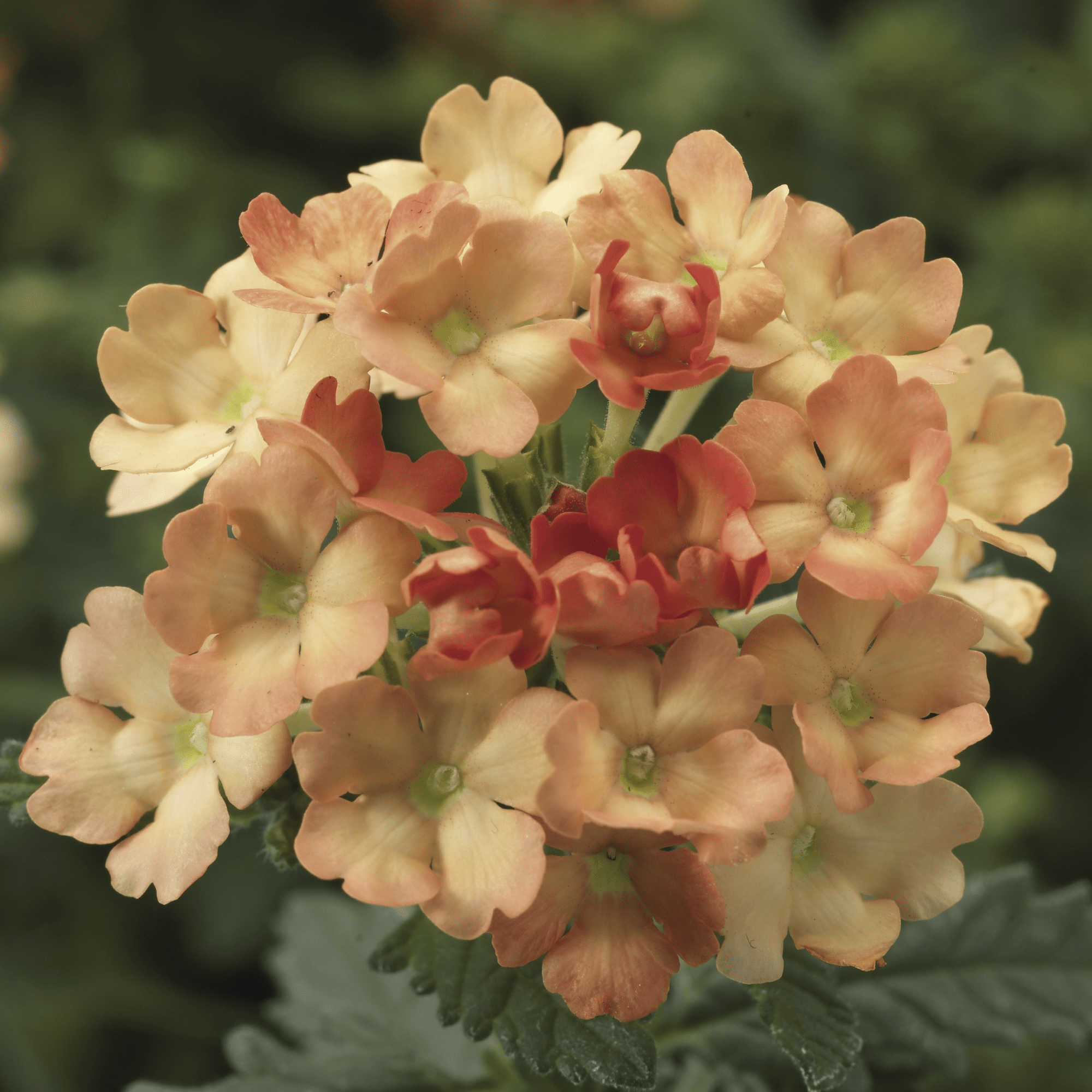 Obsession Apricot