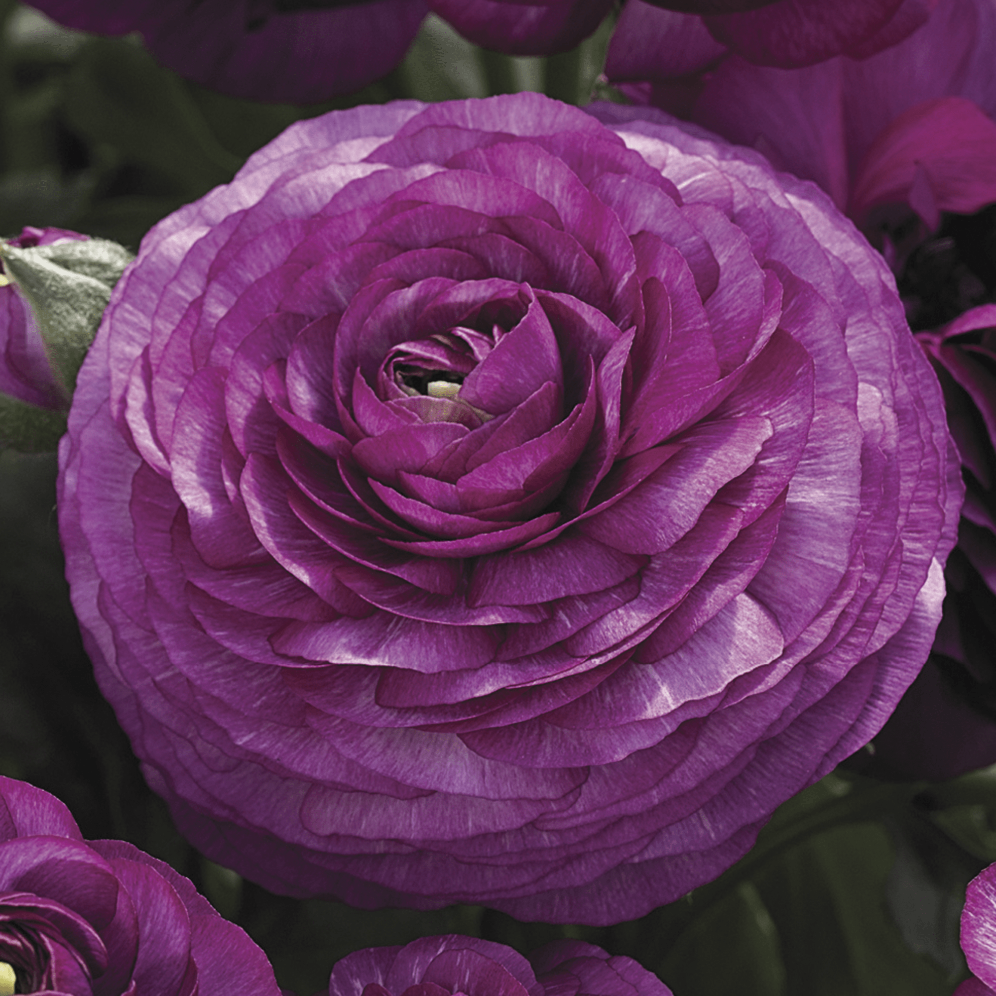 Mache Colours Maché Cream | Syngenta Flowers