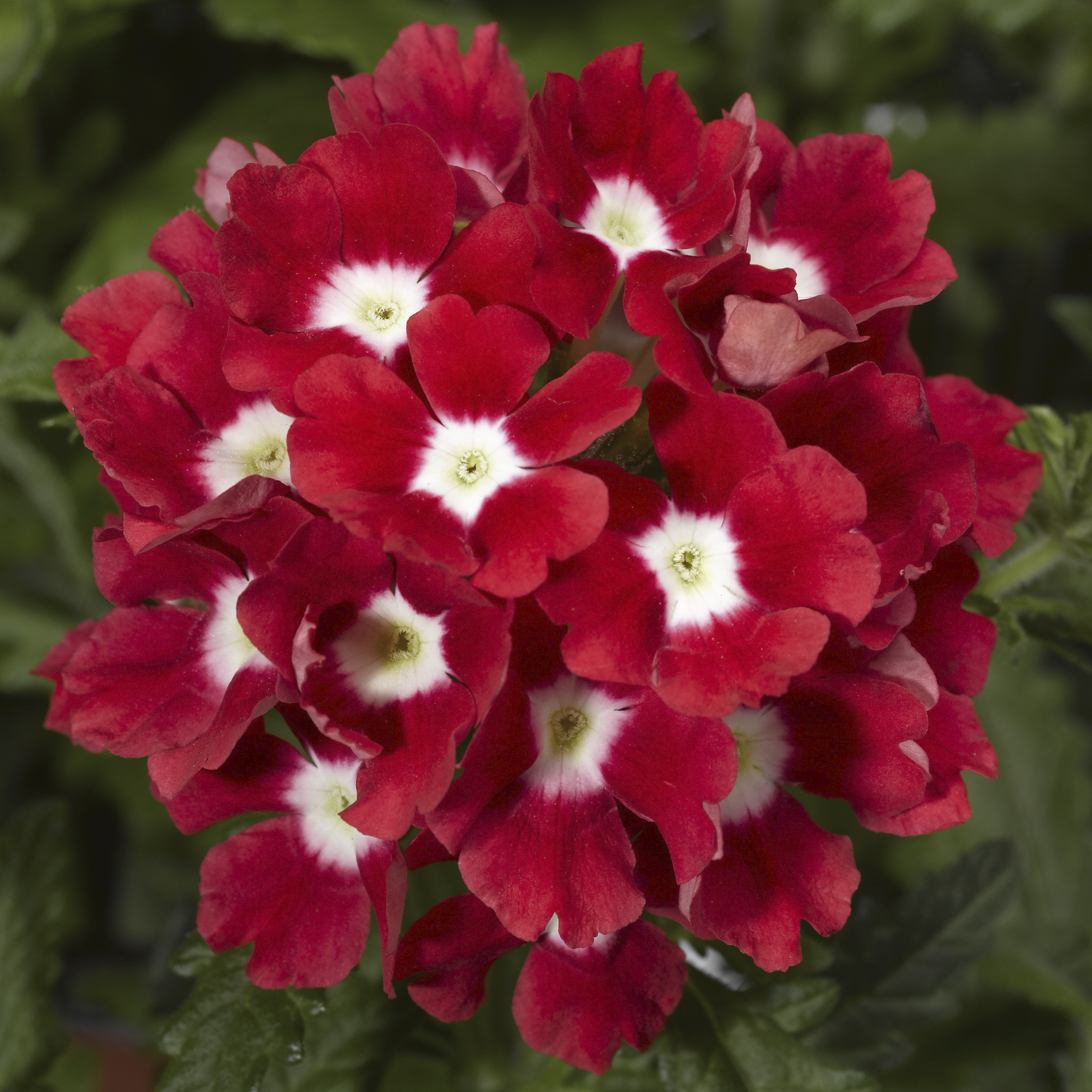 Tuscany Scarlet with Eye