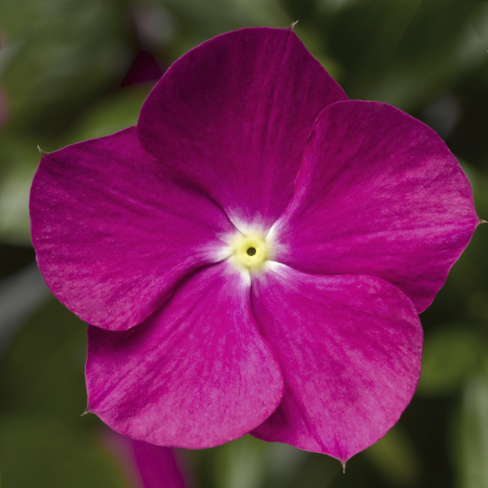 Cora Cascade XDR Violet