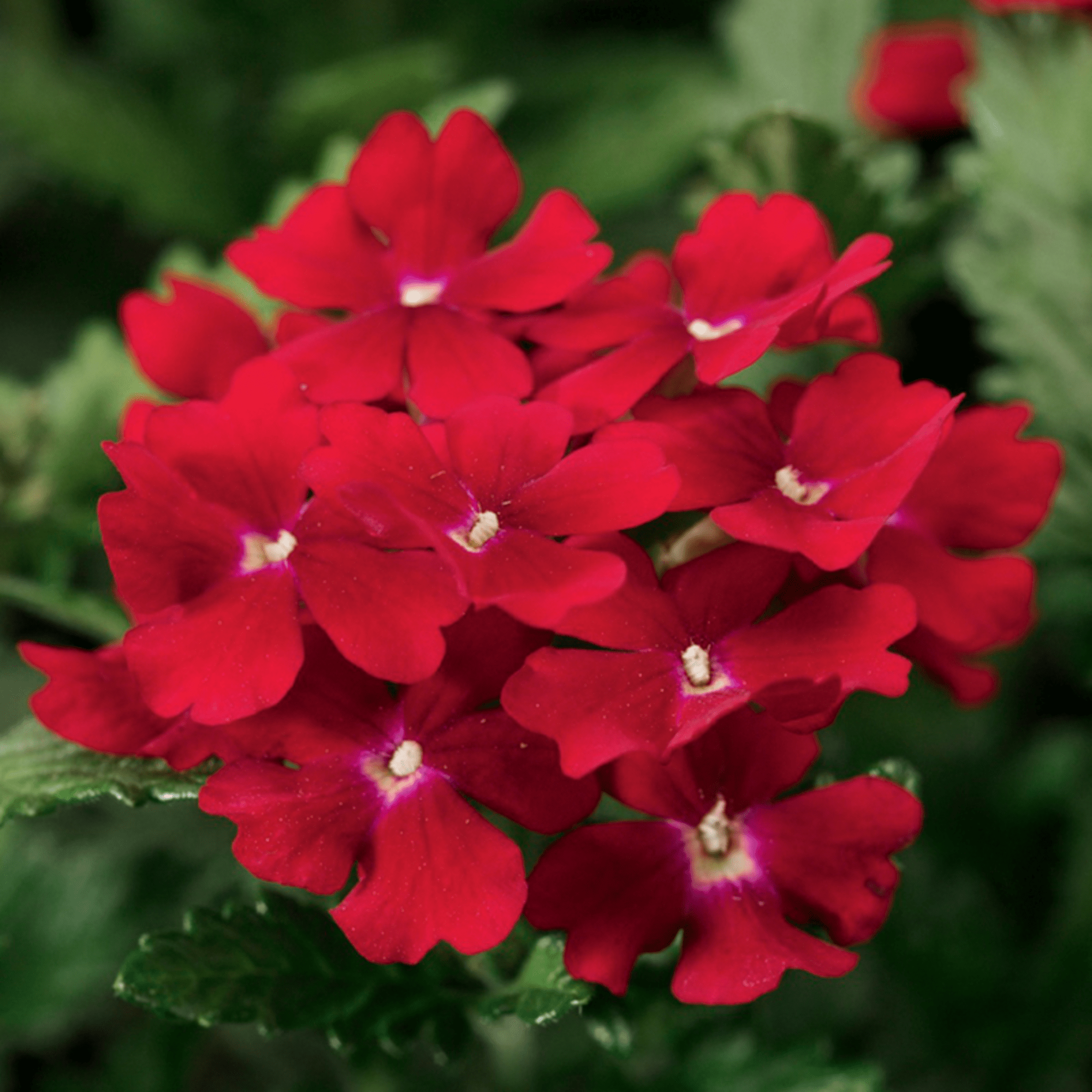 Obsession Red