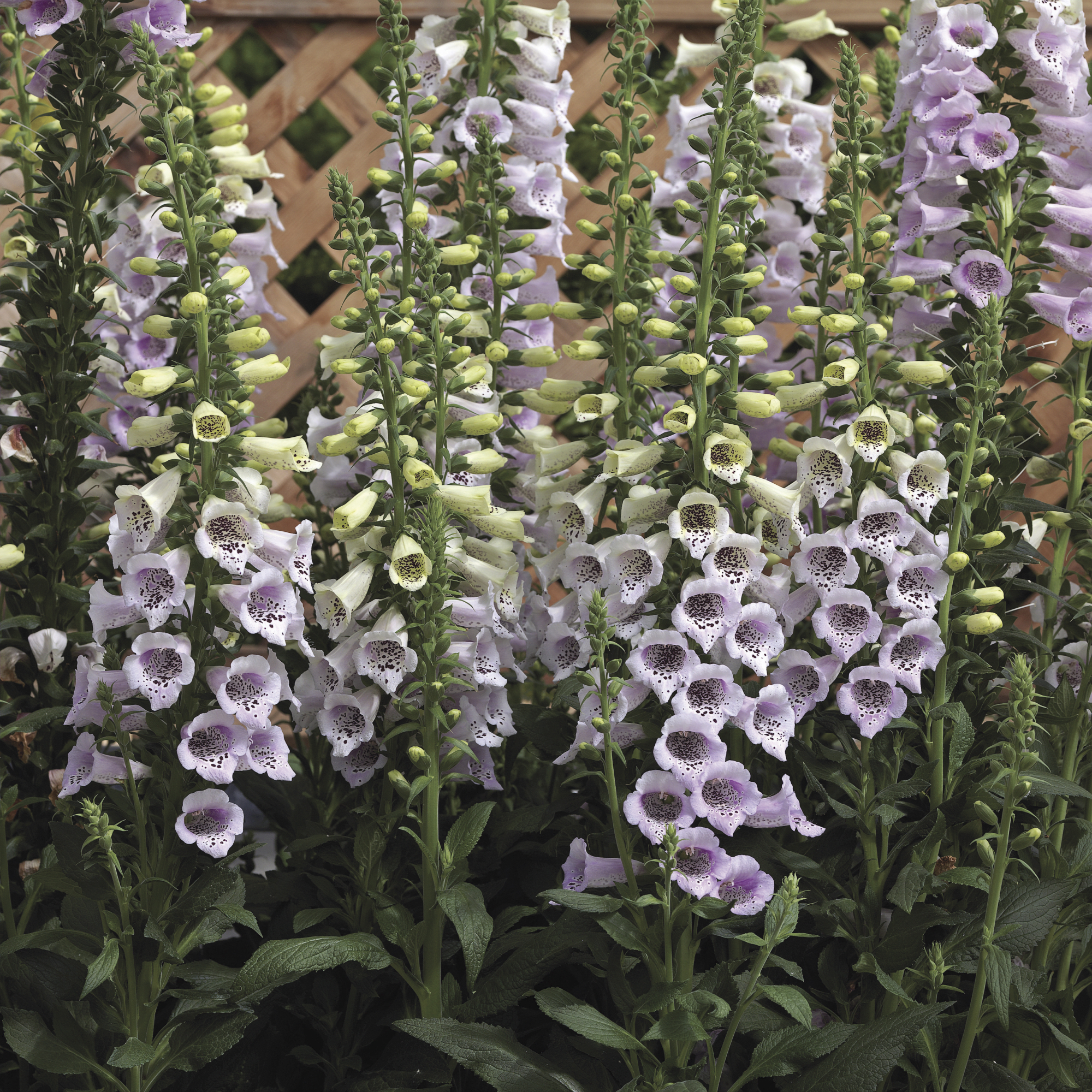 Camelot Lavender