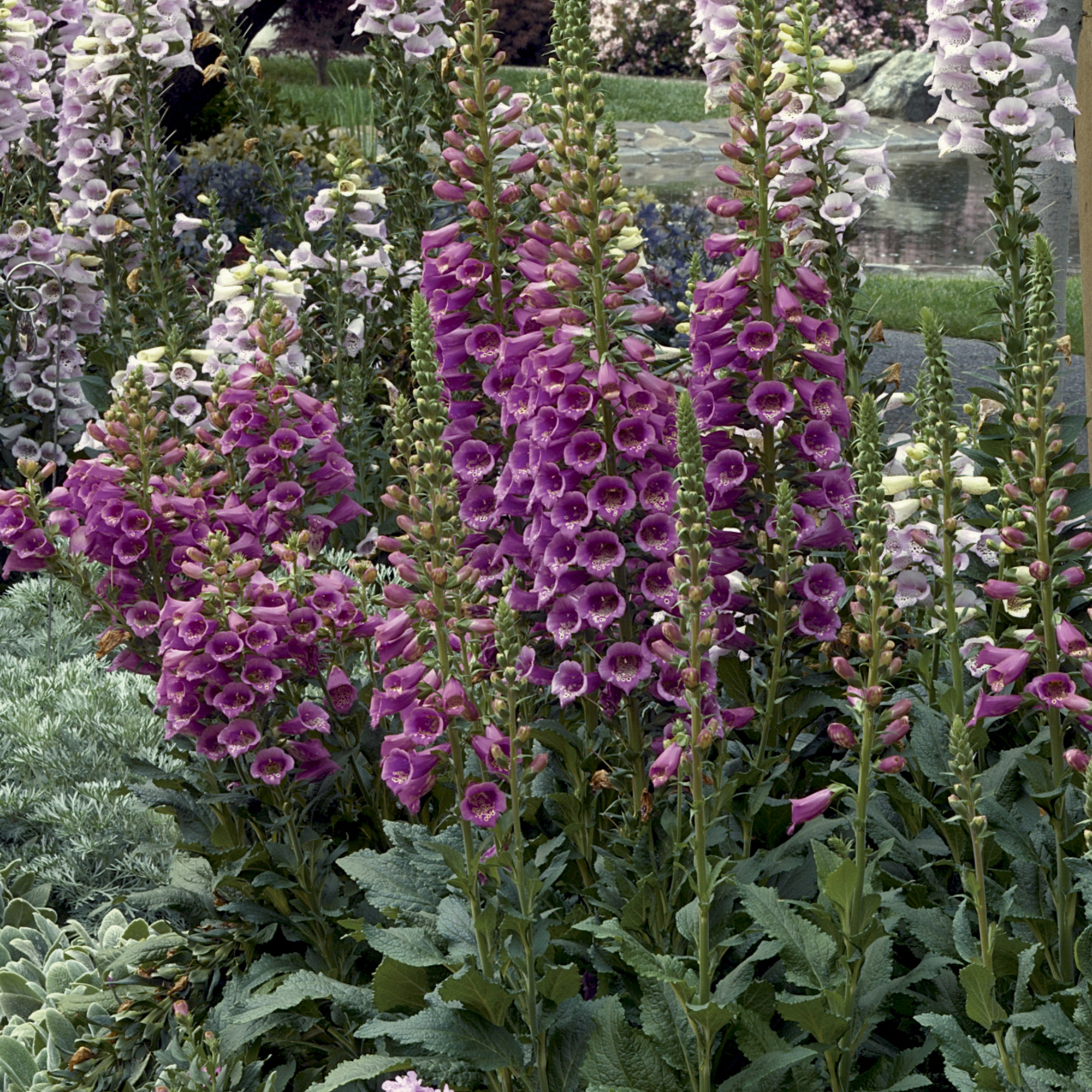 Camelot Rose | Syngenta Flowers