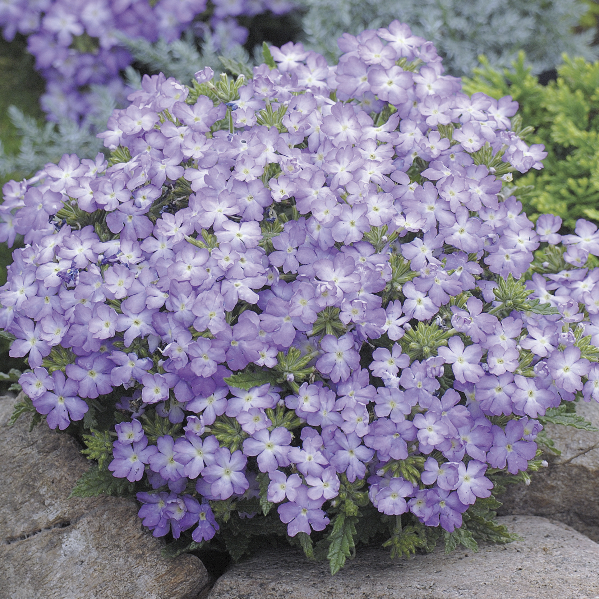 Tuscany Lavender Picotee