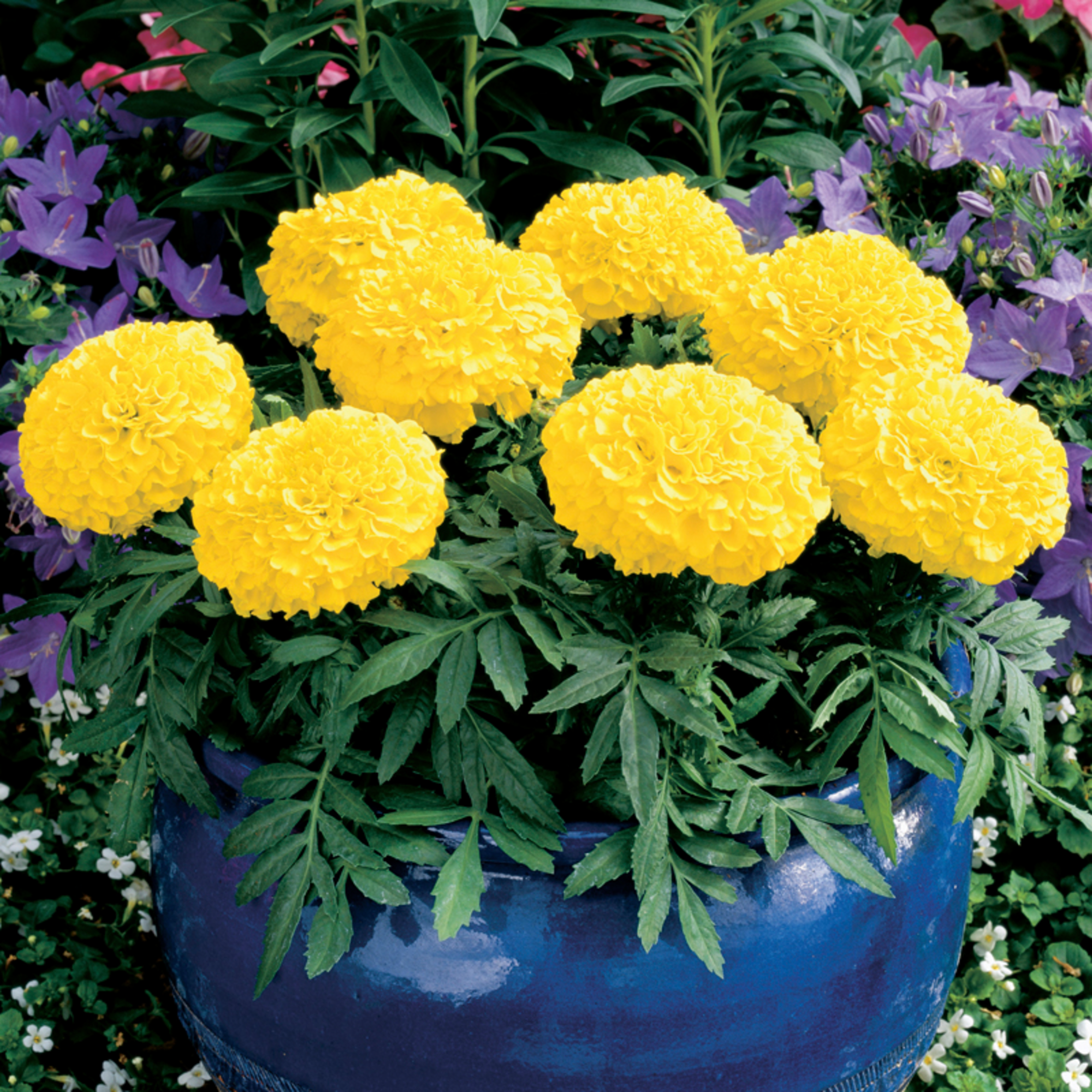 Antigua Yellow