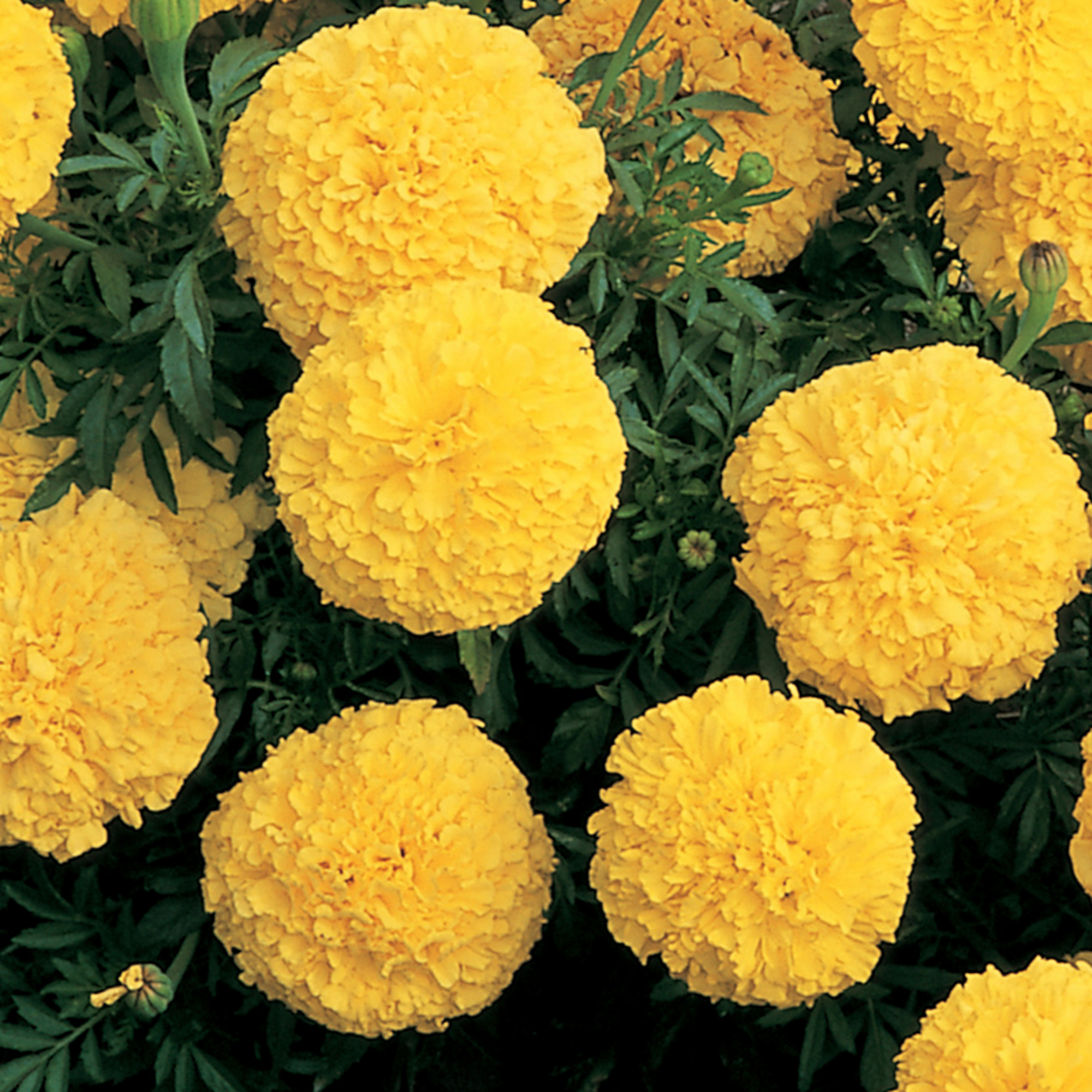 Inca II Yellow