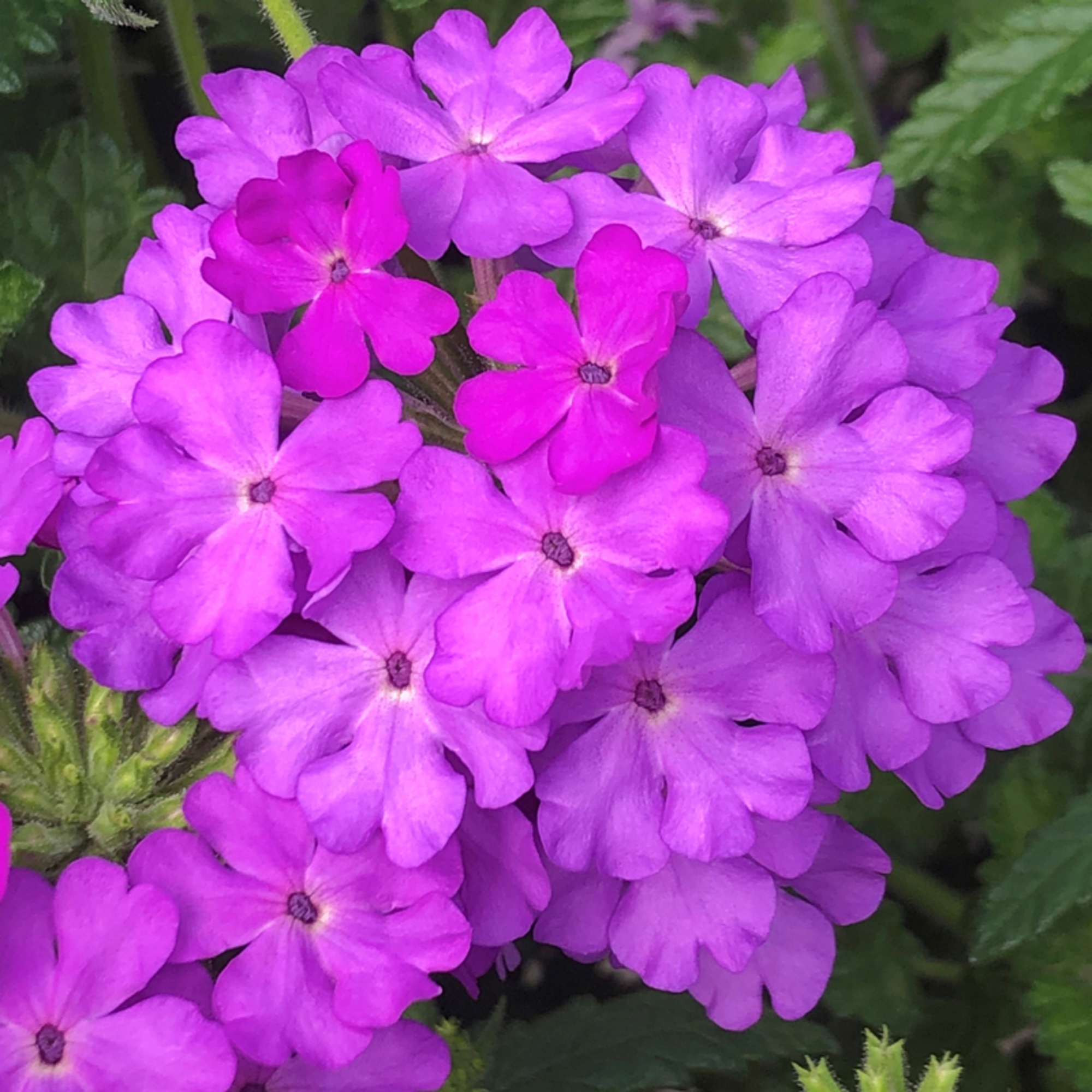 その他 LILACINA Lanai Lilac | Syngenta Flowers