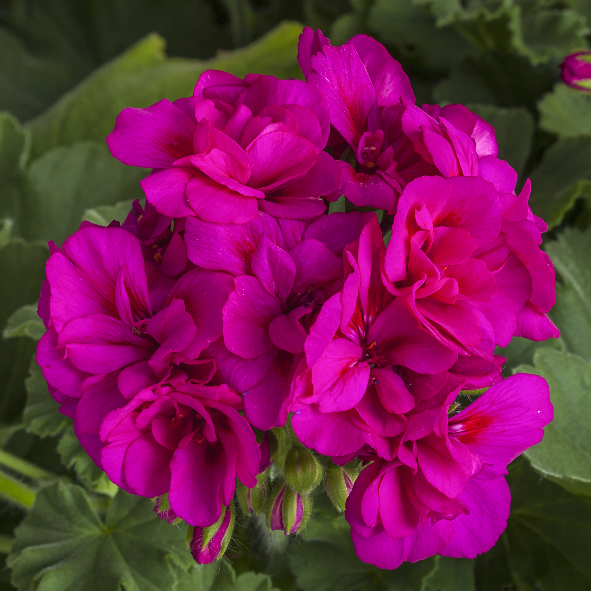 Calliope M Violet