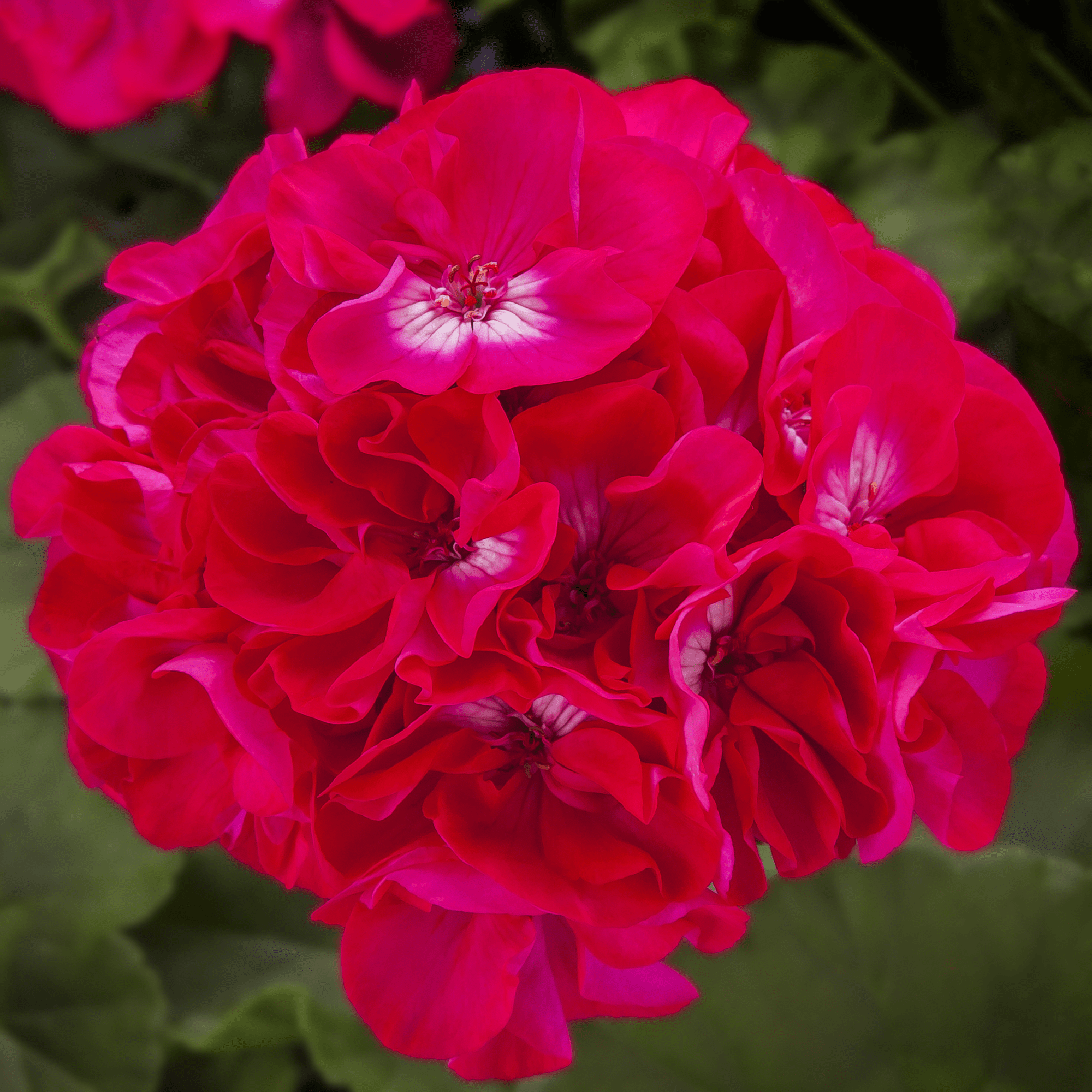 Calliope L Hot Rose