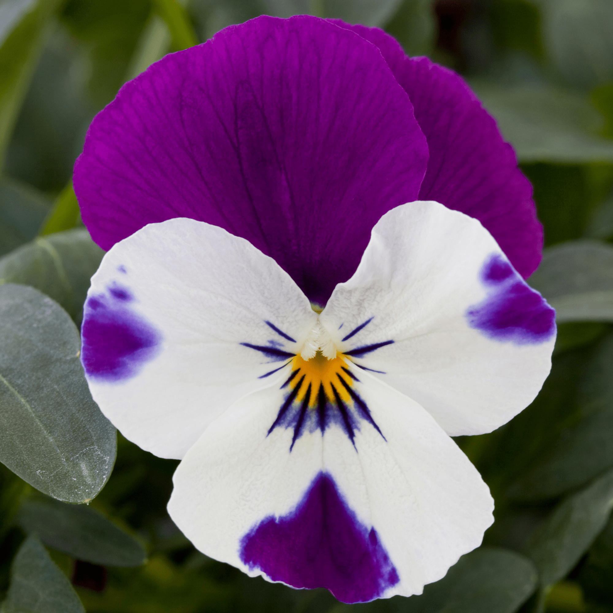 Freefall Purple & White | Syngenta Flowers