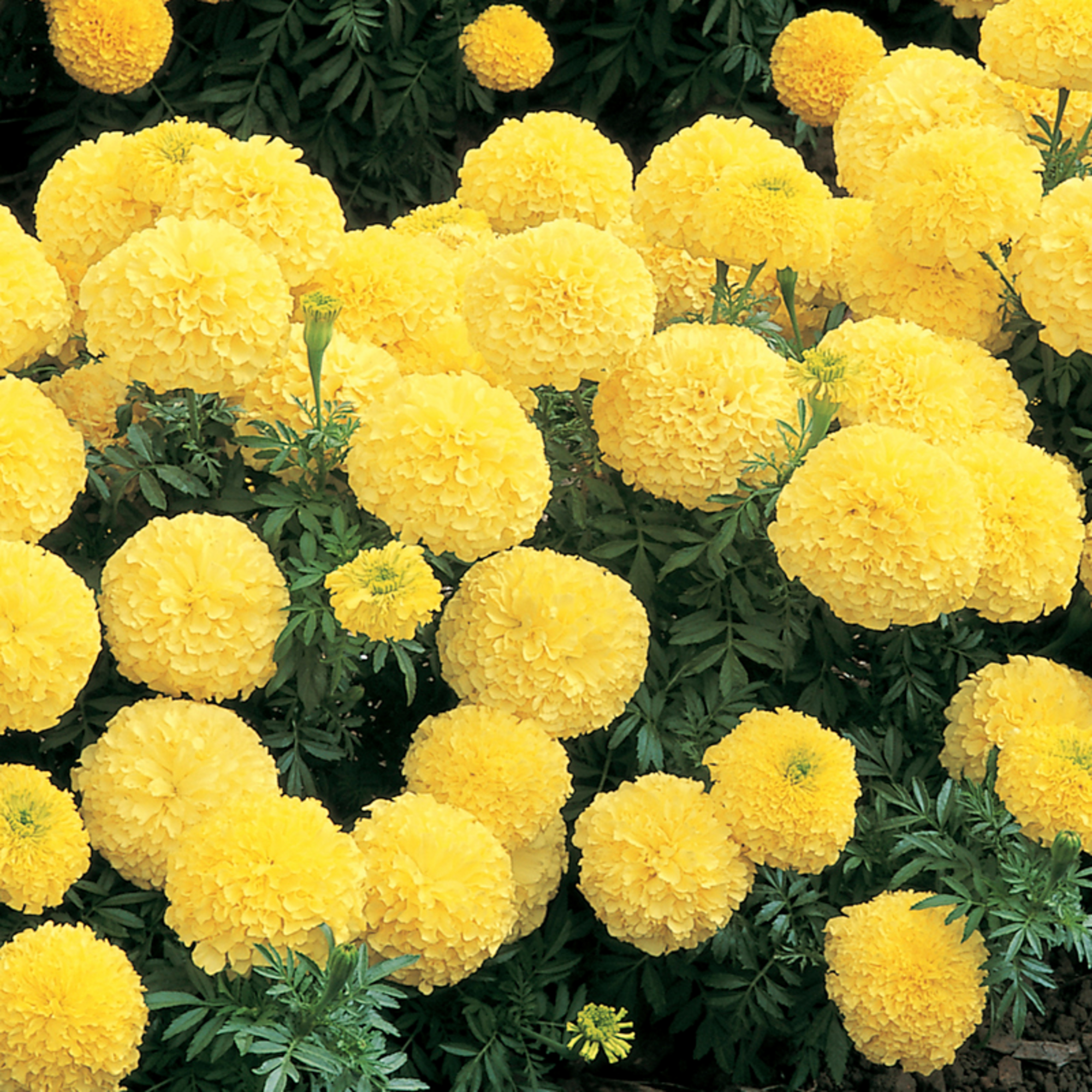 Inca II Primrose