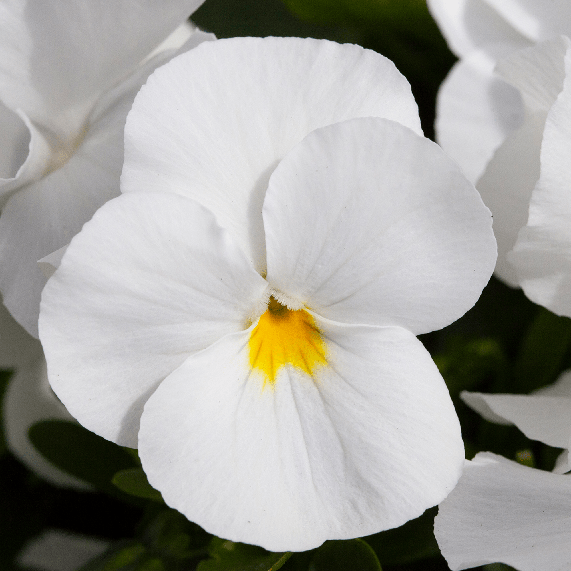 Freefall Purple & White | Syngenta Flowers