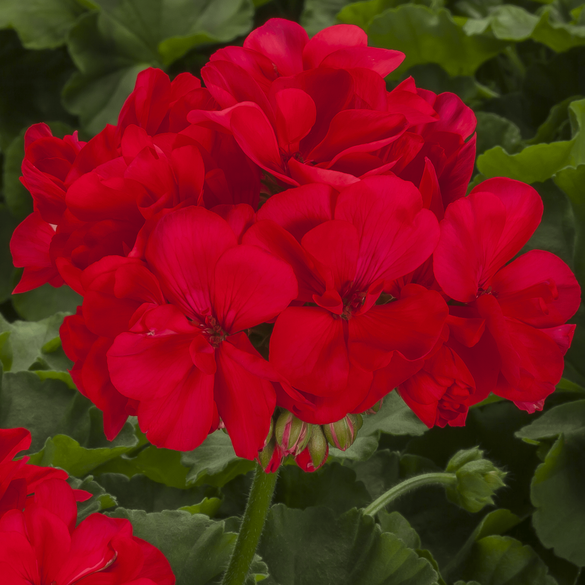 Calliope L Deep Coral