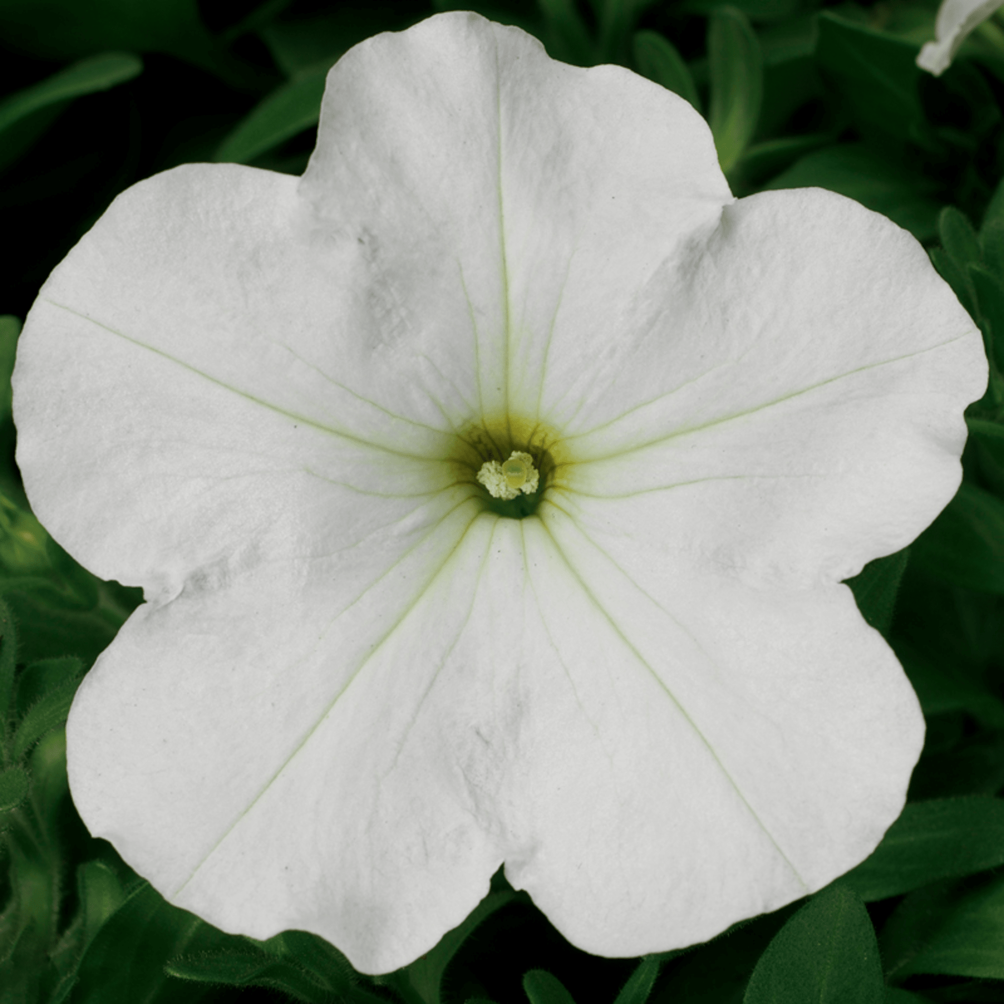 Hurrah Velvet | Syngenta Flowers
