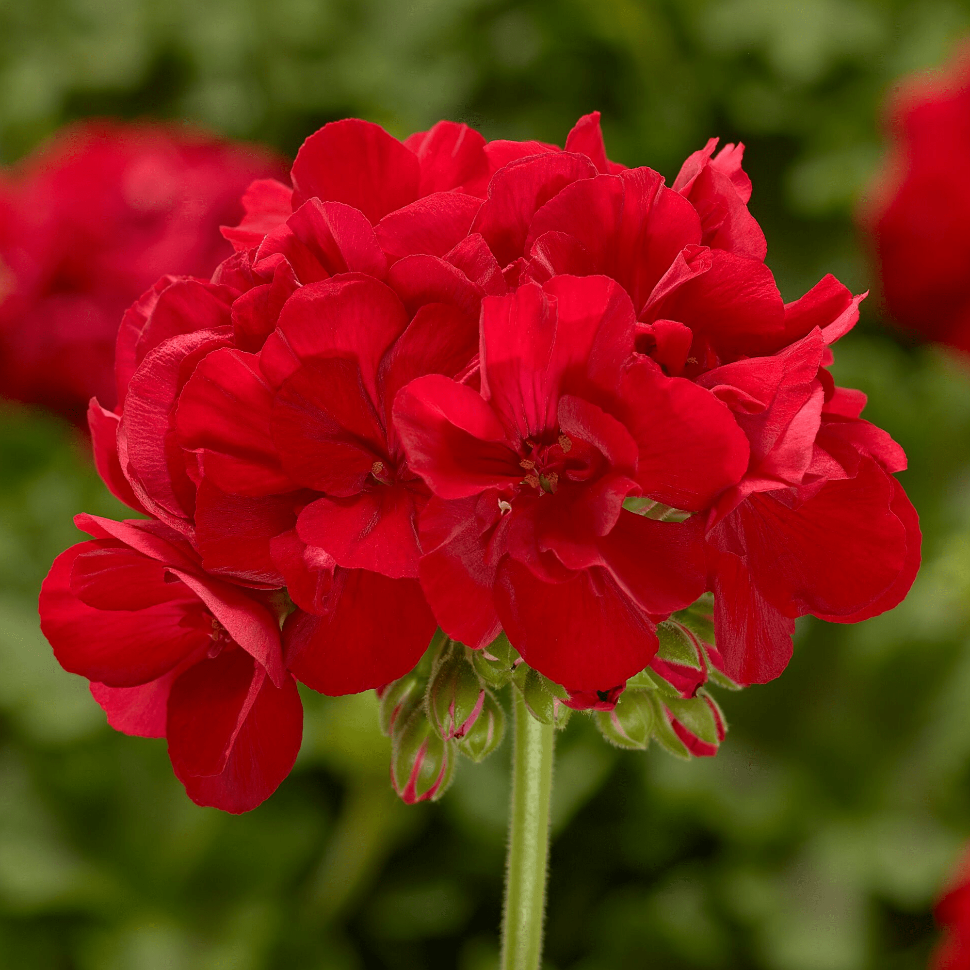 Calliope M Red