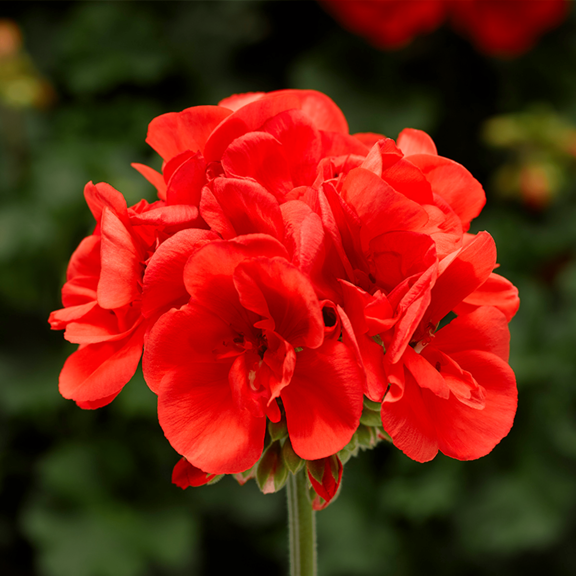 Tango Orange