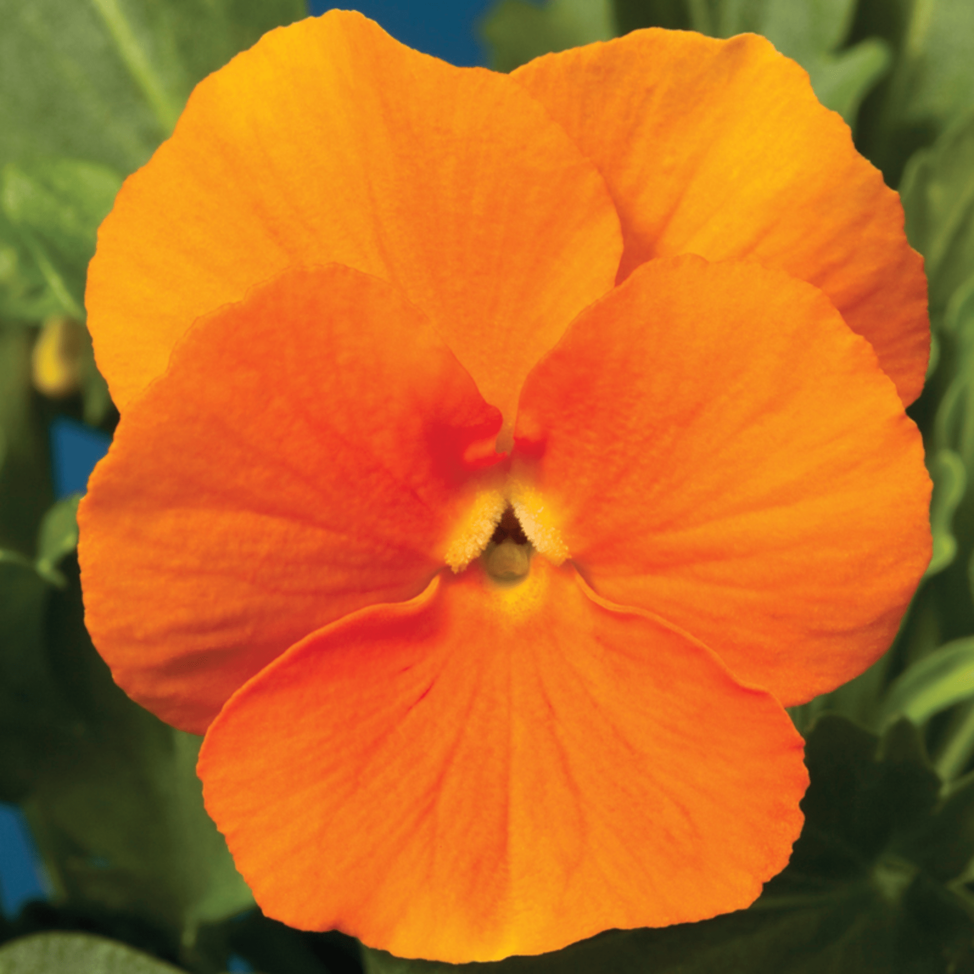 Penny Orange