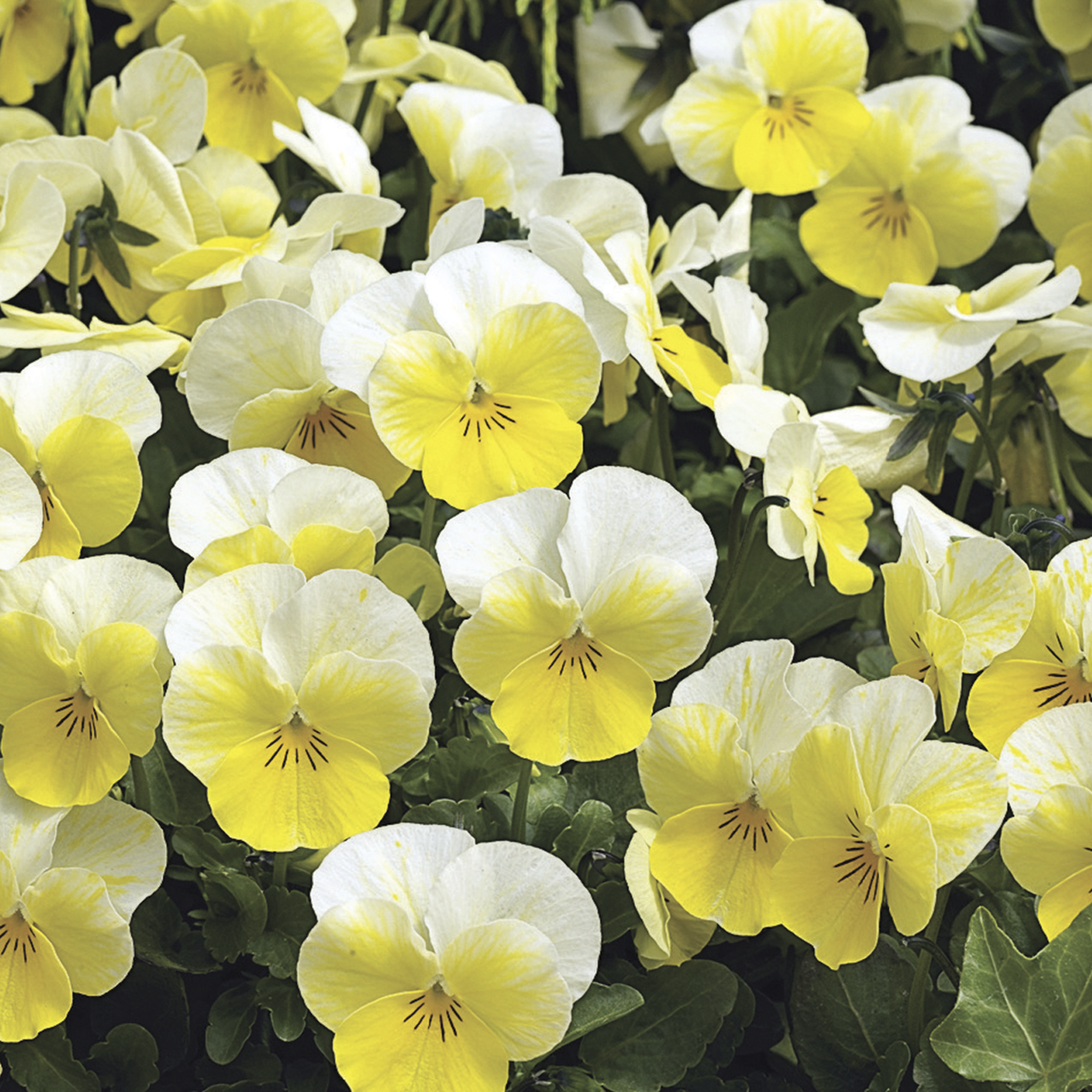 Penny Primrose Bicolor