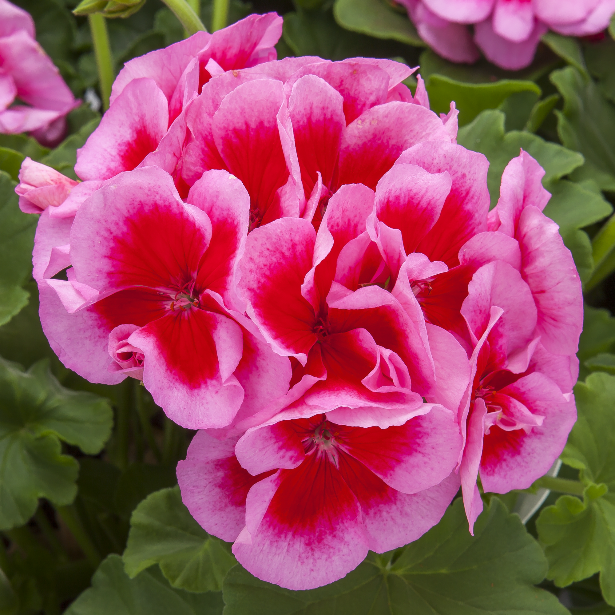 Calliope L Rose Splash