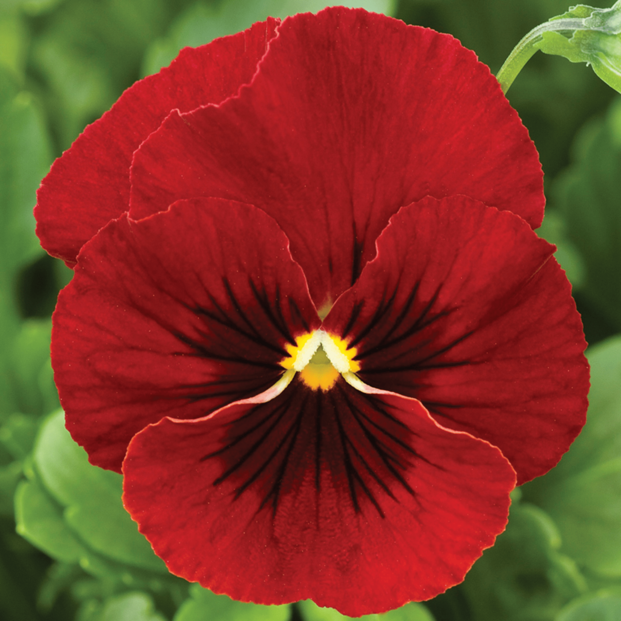 Penny Red Blotch