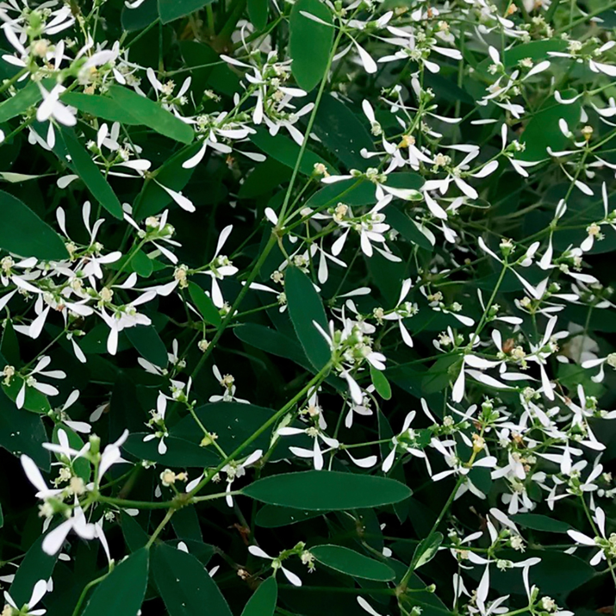 Snow Blizzard | Syngenta Flowers