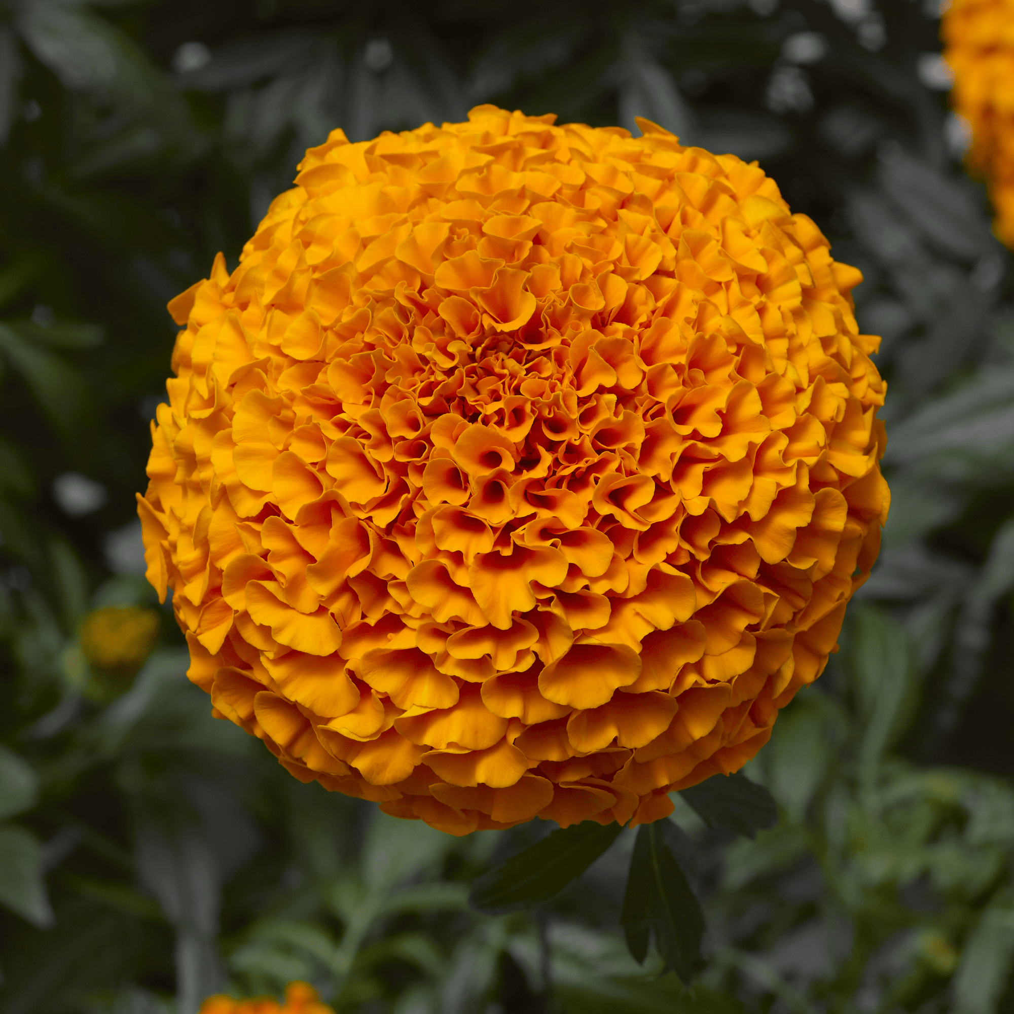 Inca II Deep Orange