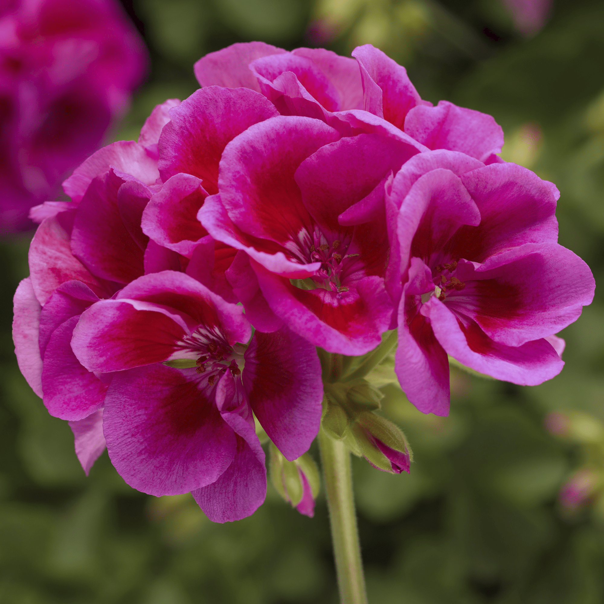 Calliope L Lavender Splash