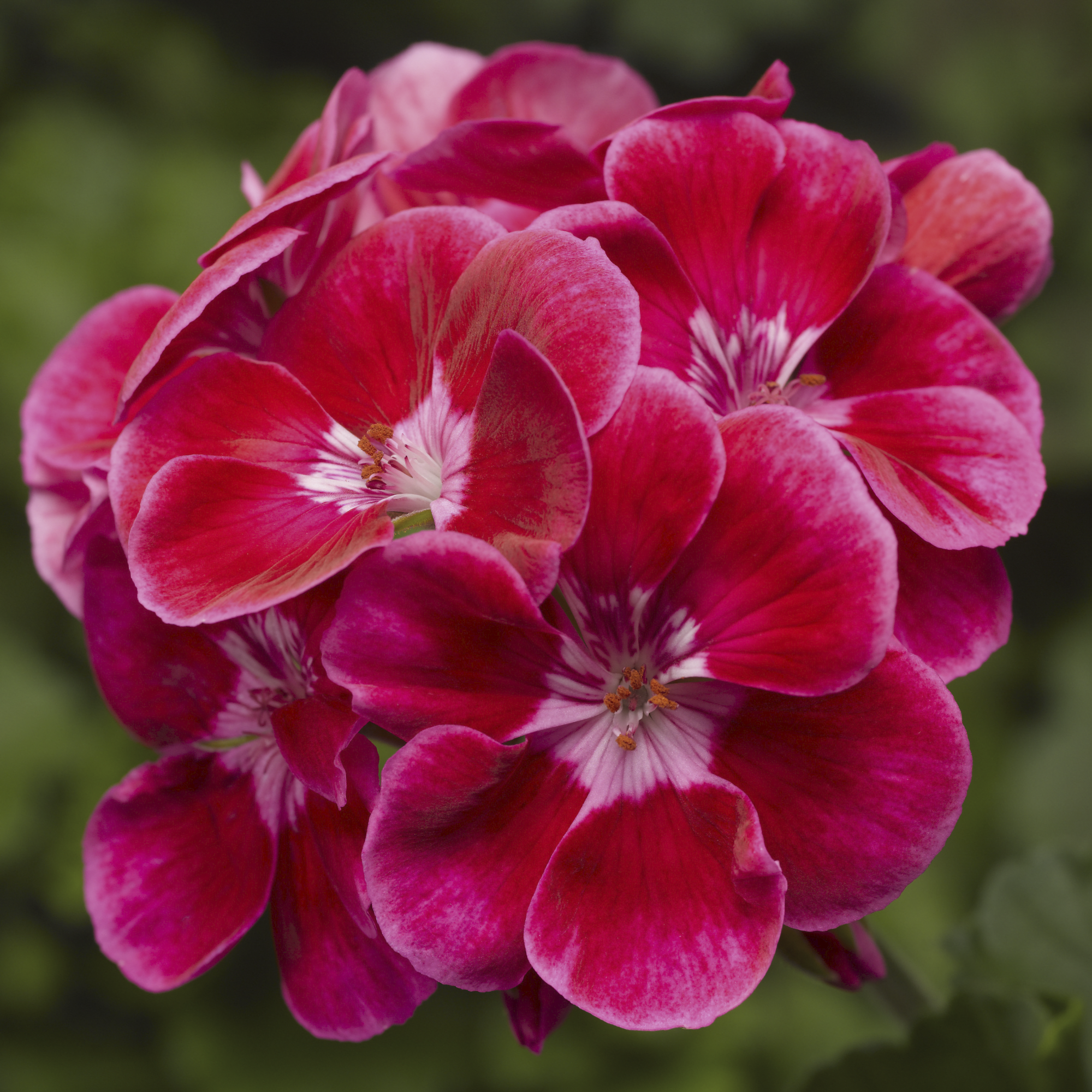 Tango Deep Rose with Eye