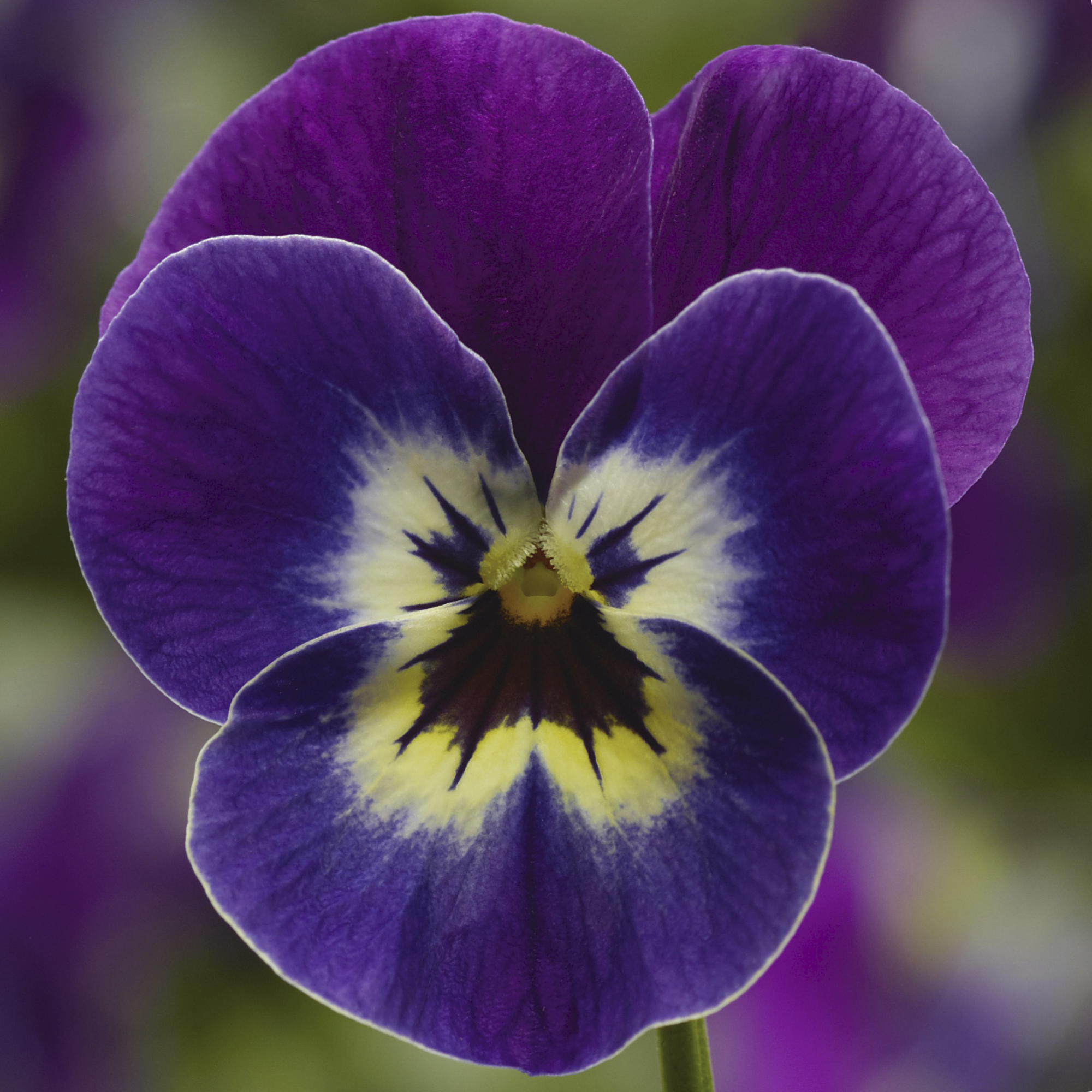 Penny Violet Face