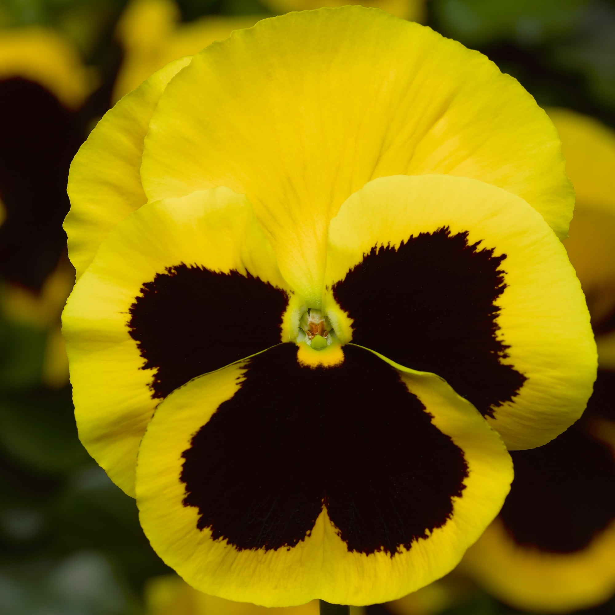 Delta Pro Yellow with Blotch