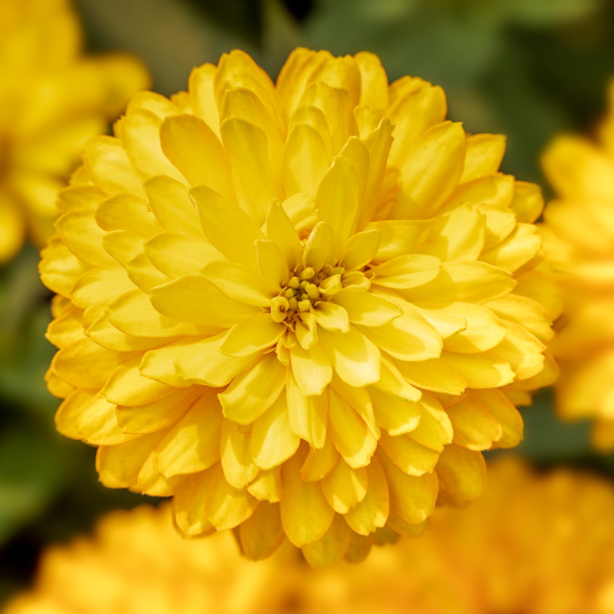 Zydeco Deep Yellow