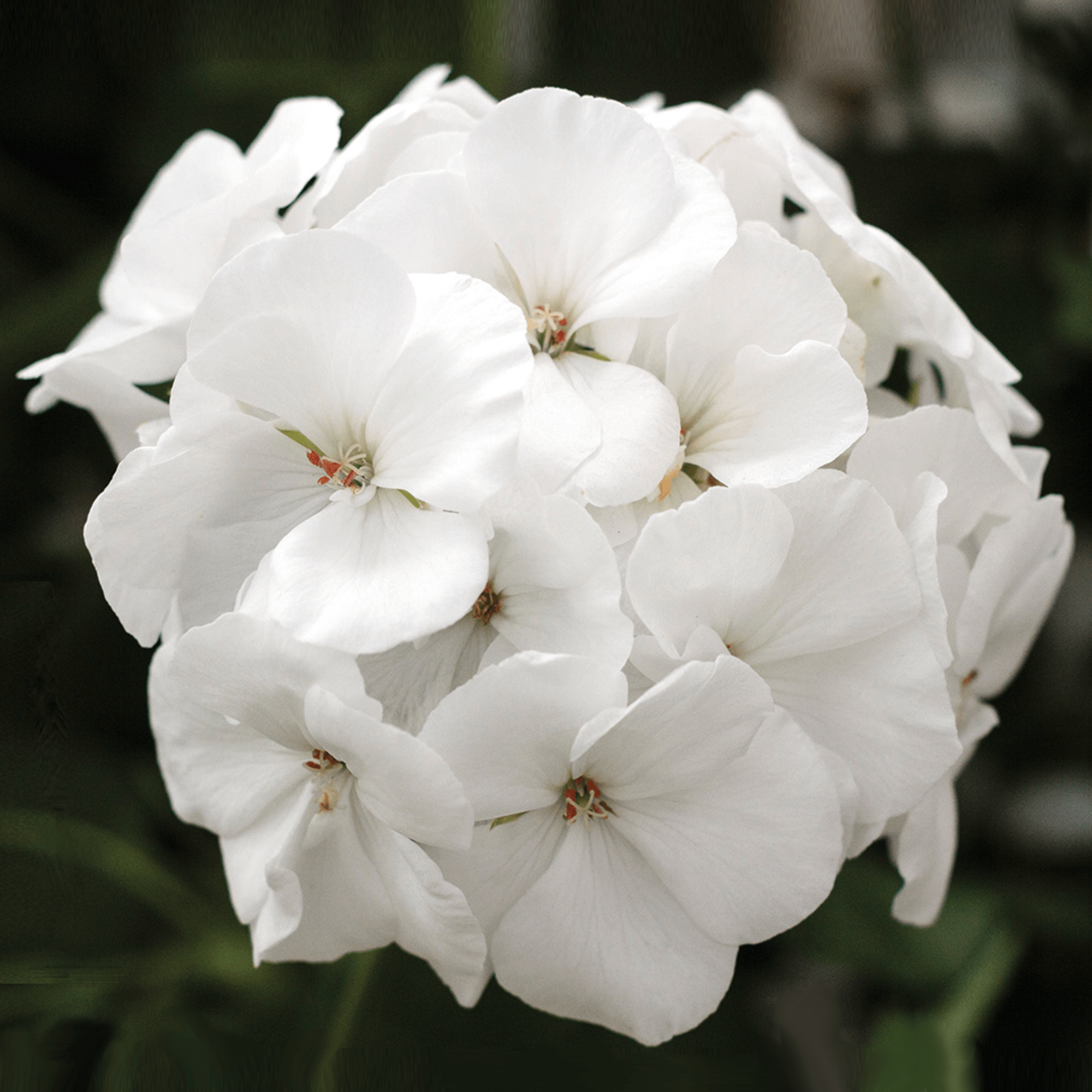 Calliope M White