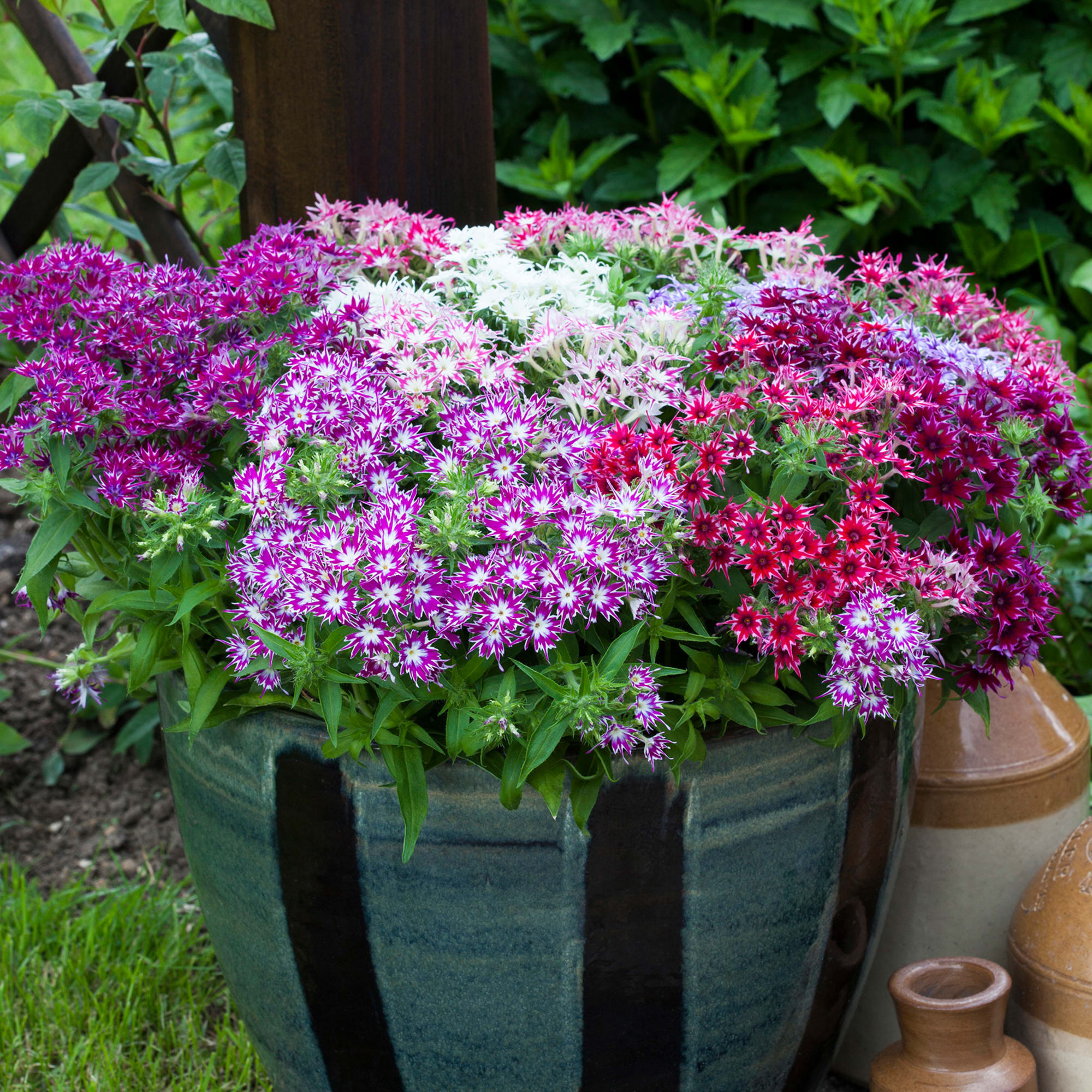 Popstars Mix | Syngenta Flowers