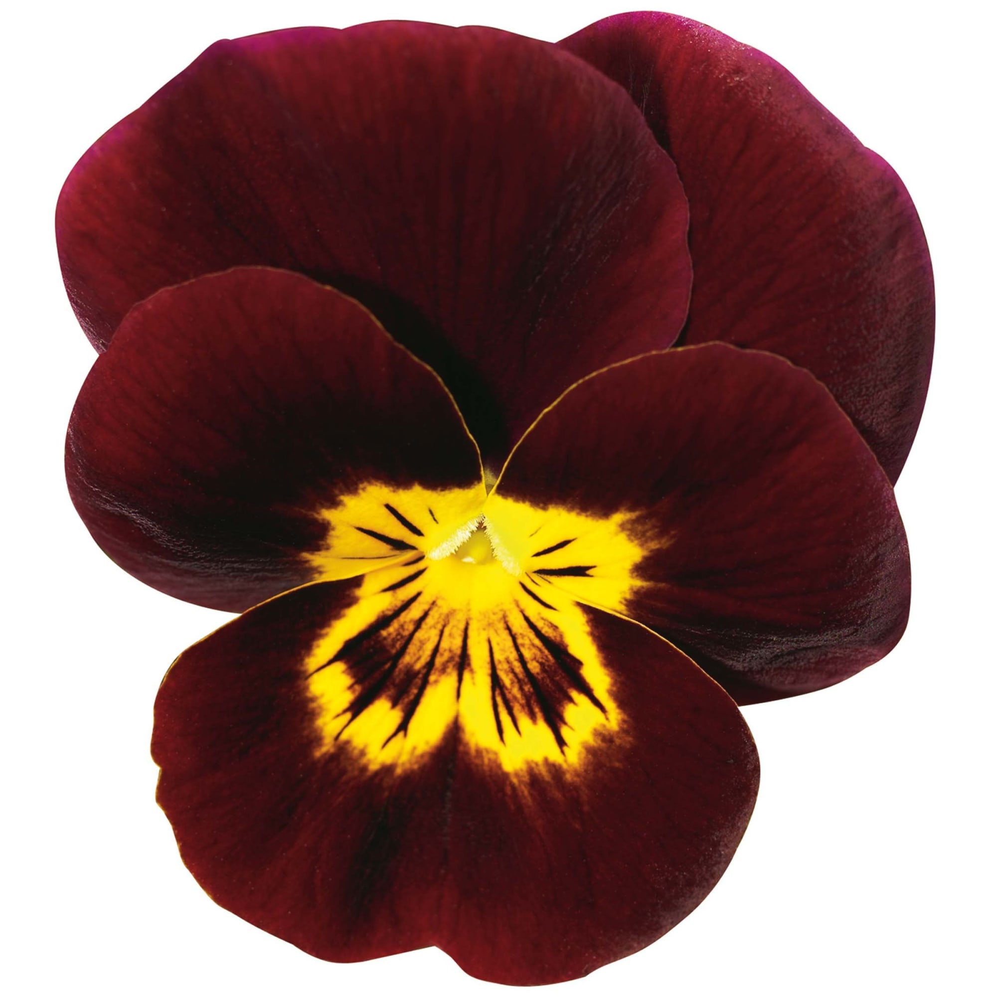 Penny Red with Yellow Face