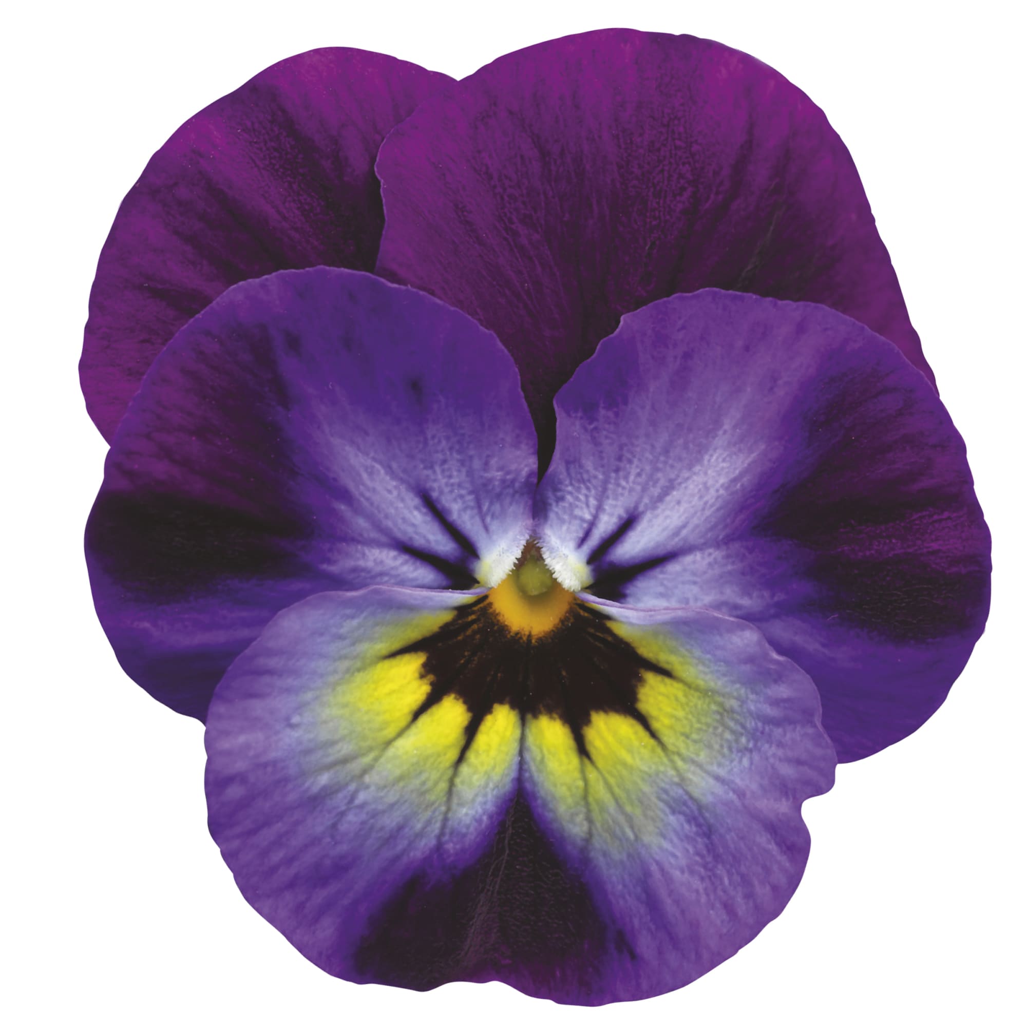 Penny Violet Blue