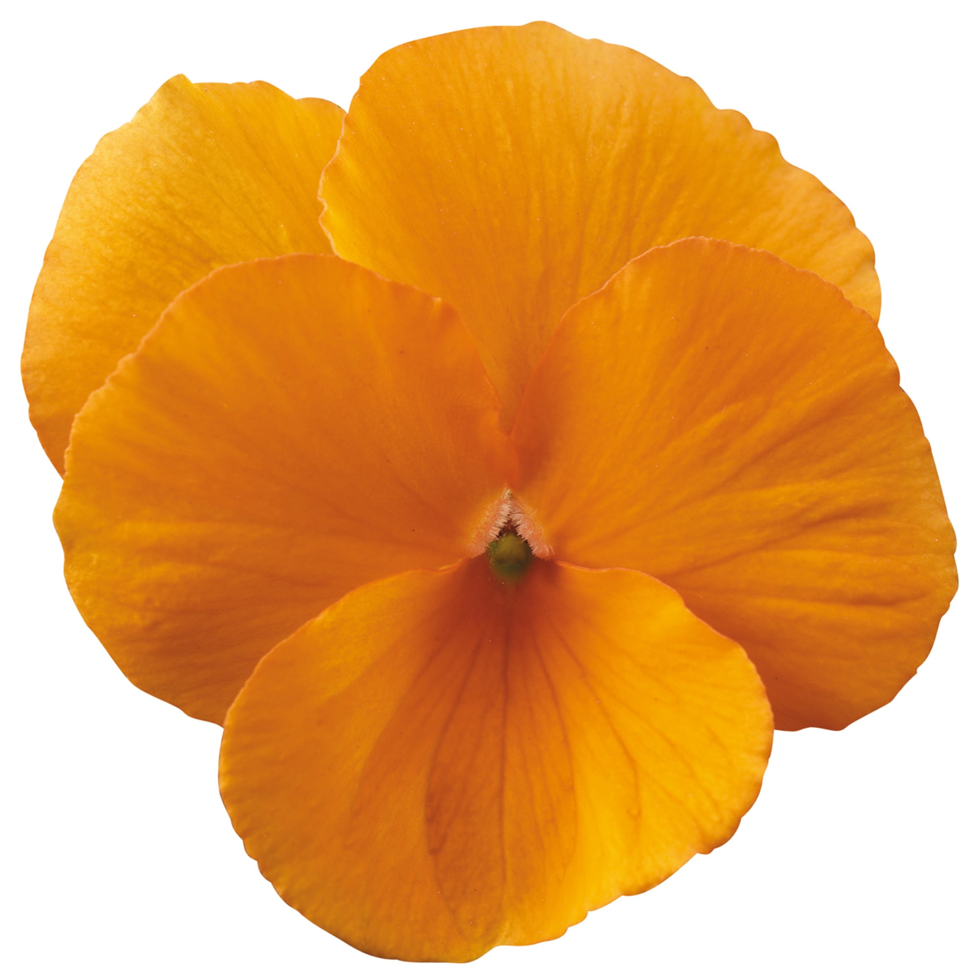 Penny Tangerine
