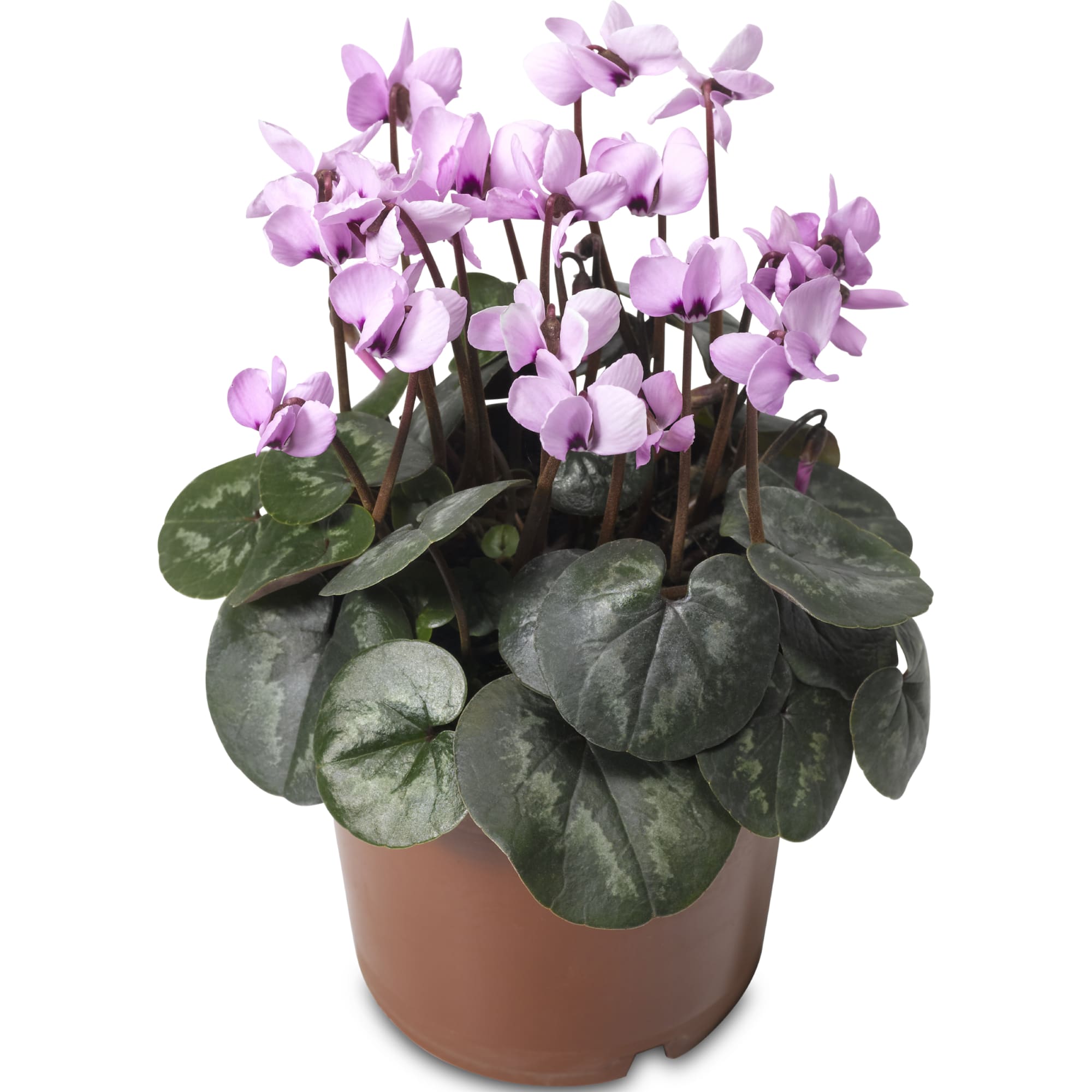 Cyberia Pink | Syngenta Flowers
