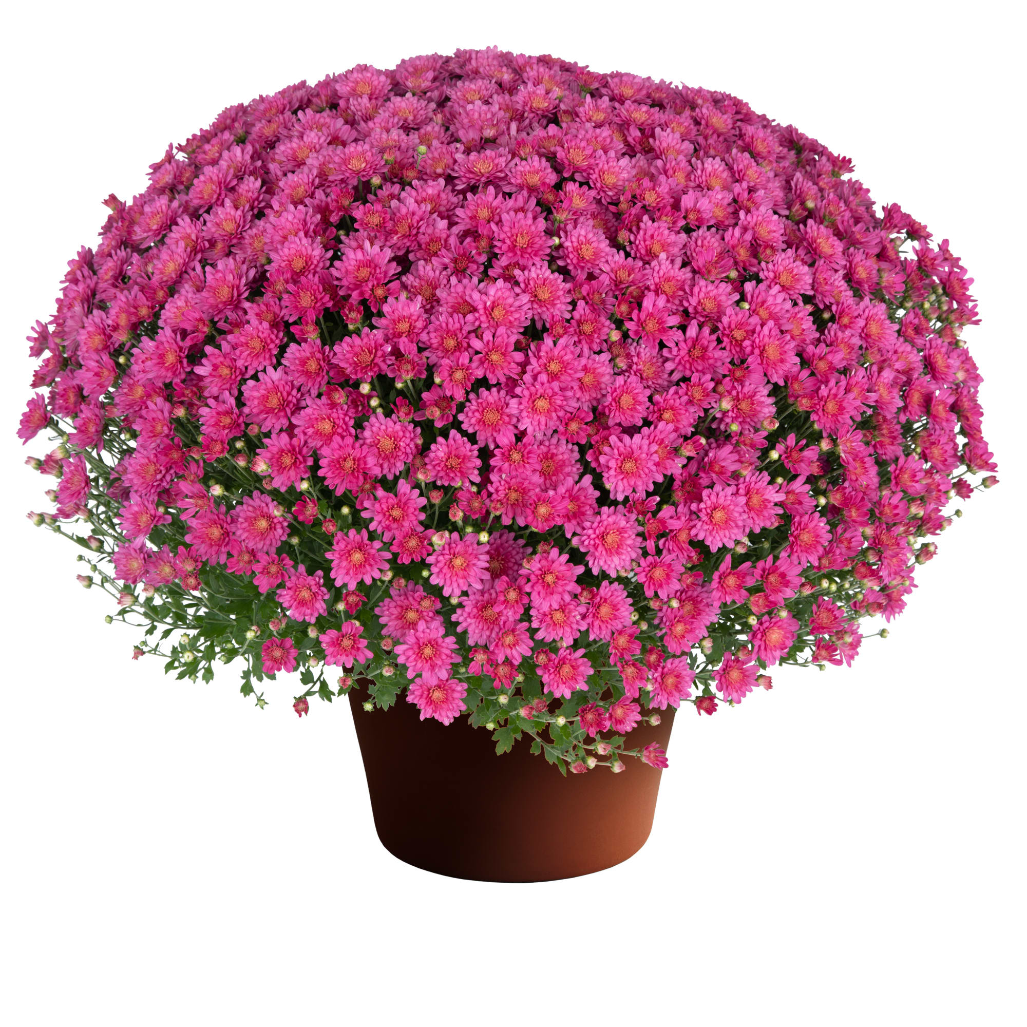 Jacqueline Peach Fusion | Syngenta Flowers