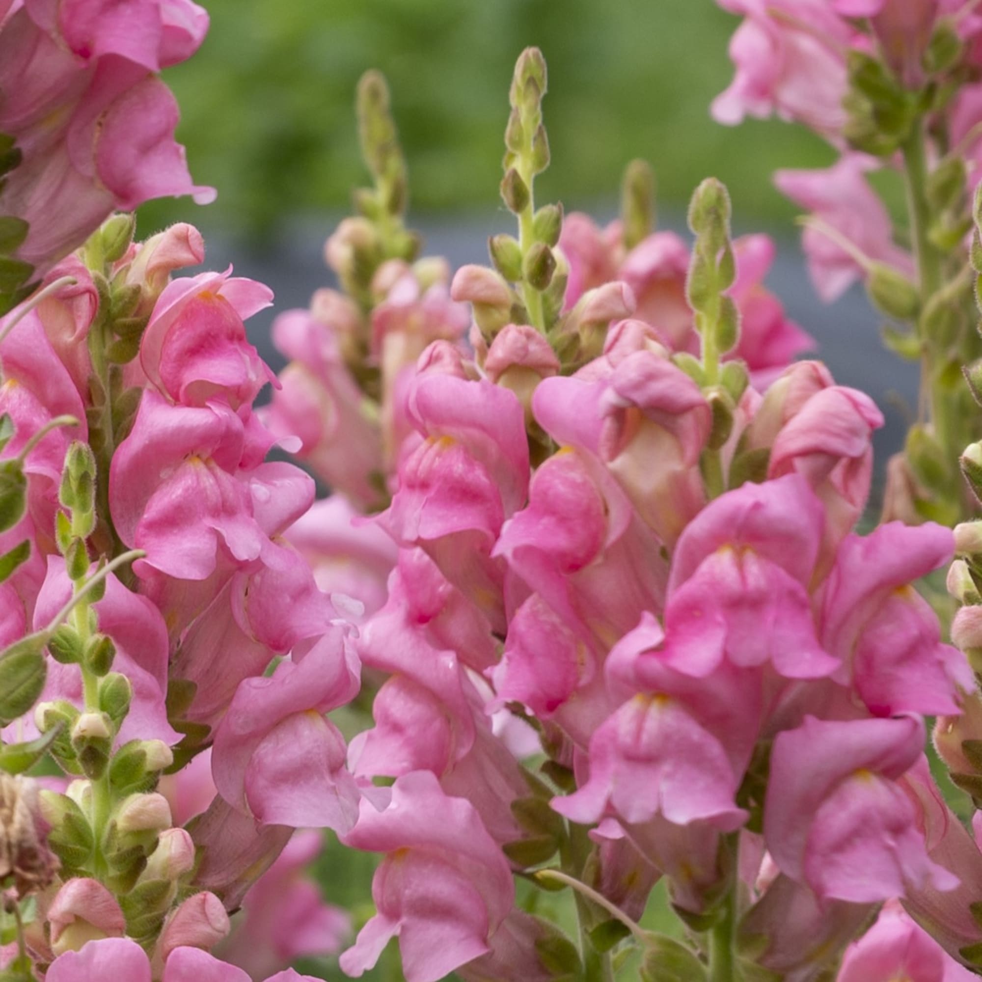その他 flowers Overture II Pink | Syngenta Flowers
