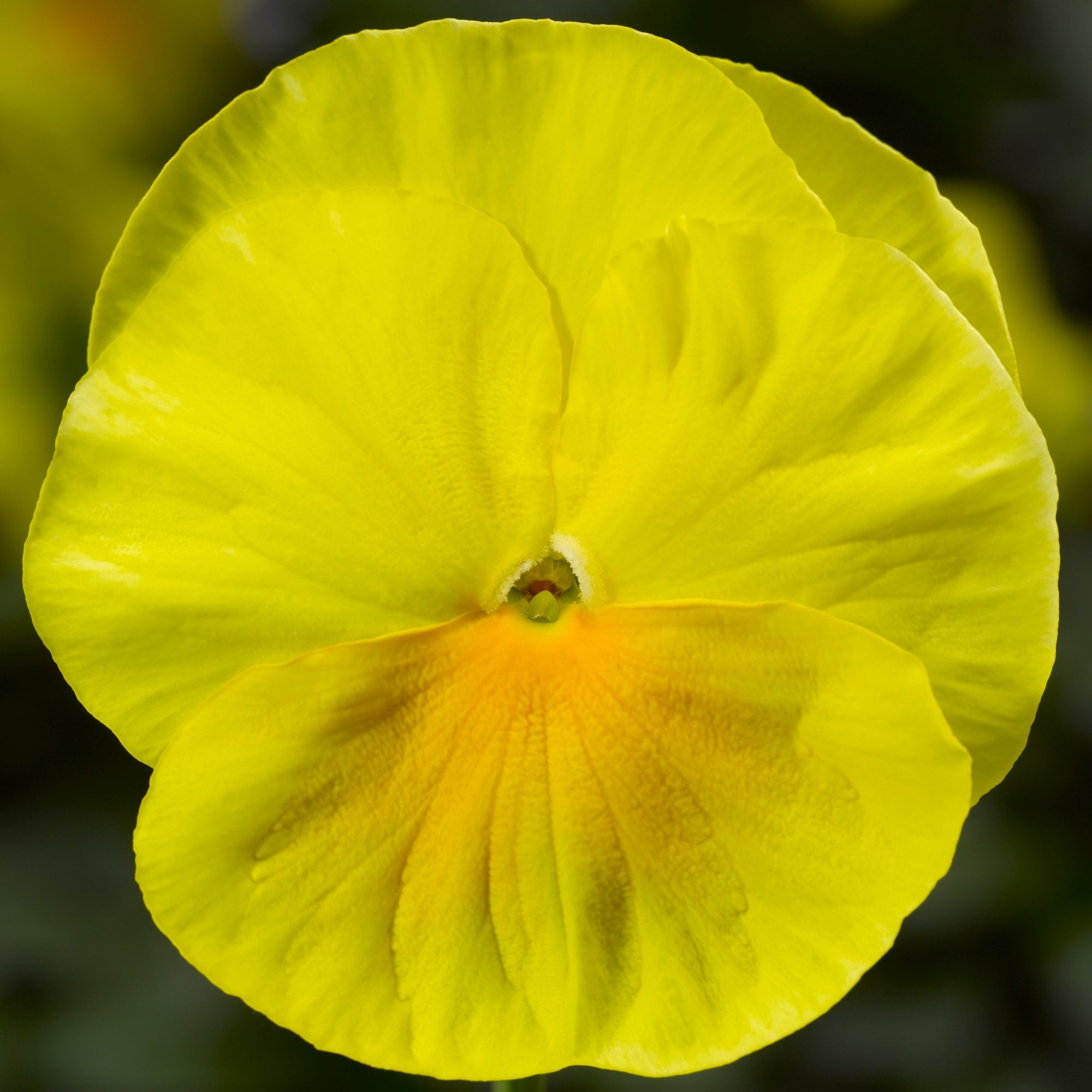 Delta Pro Clear Lemon