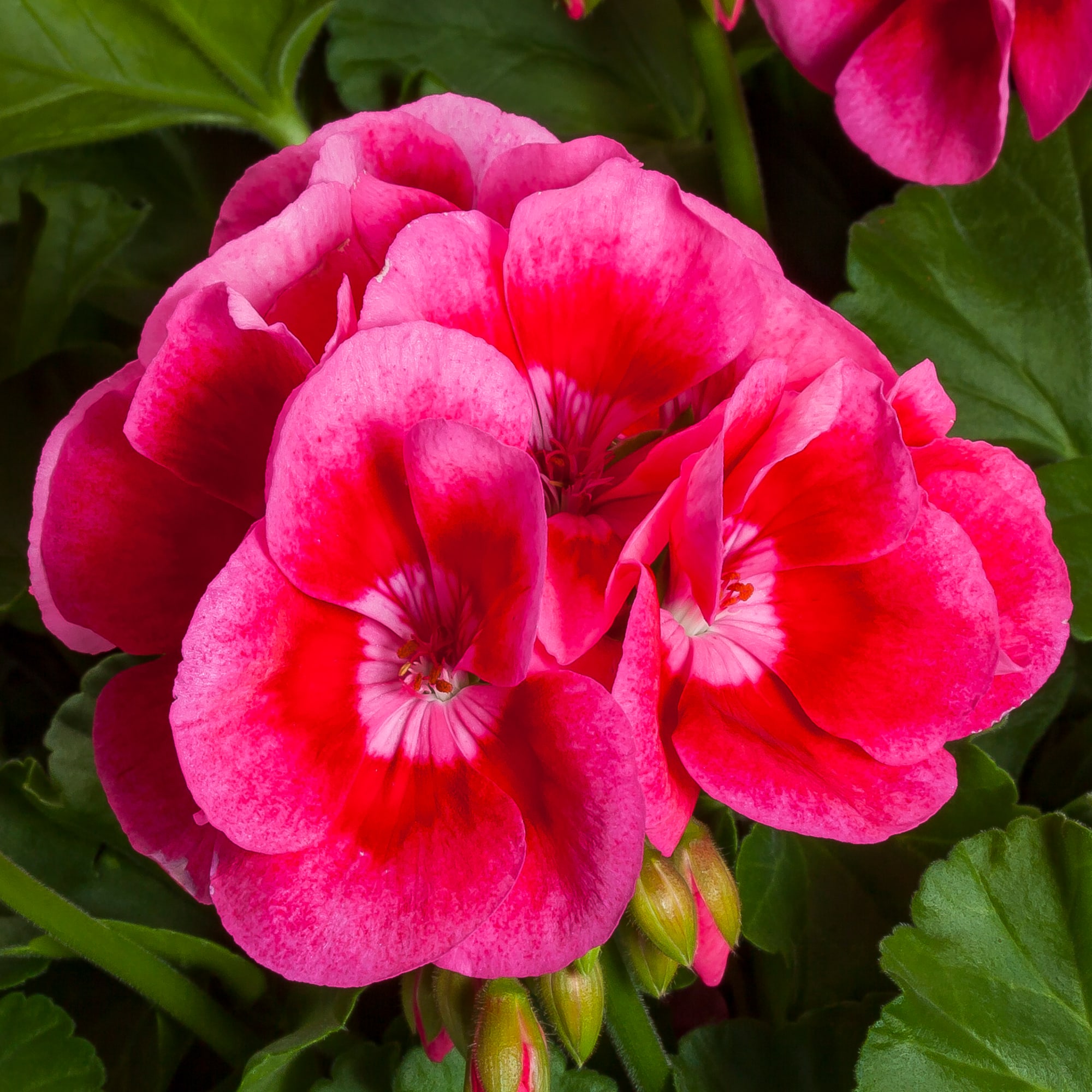 Calliope M Rose Splash