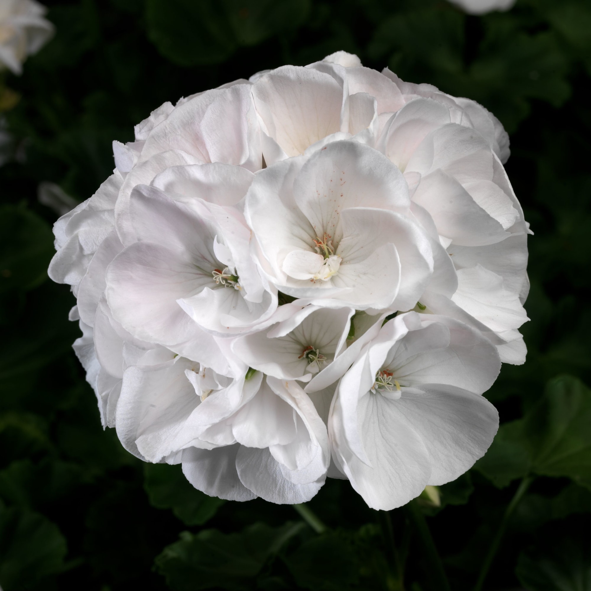 Classic White